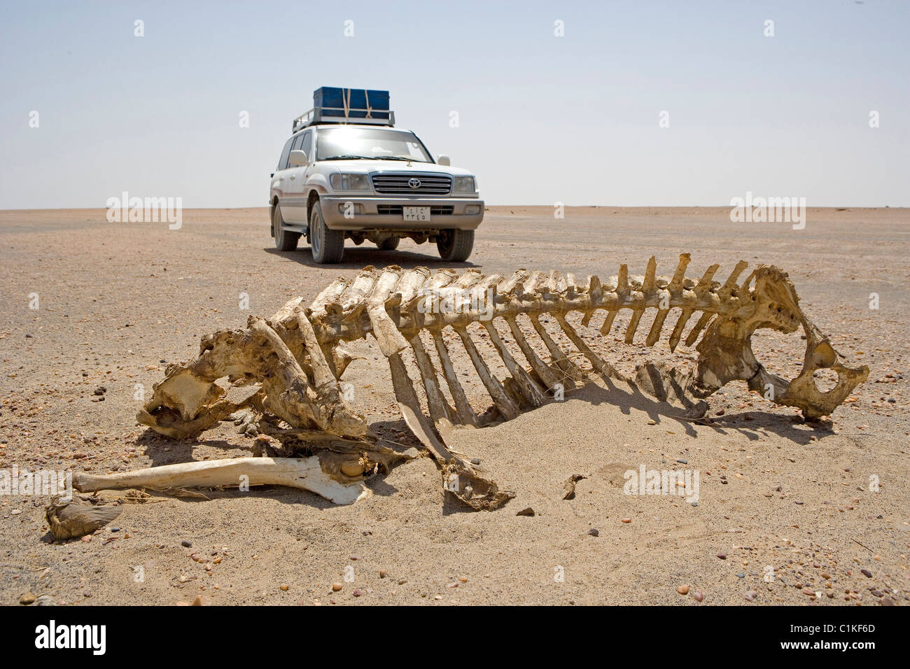 Sudan High Nubia Ash-Shamaliya province dead camels on the trail from Dongola to Soleib through the nubian desert (eastern Stock Photo