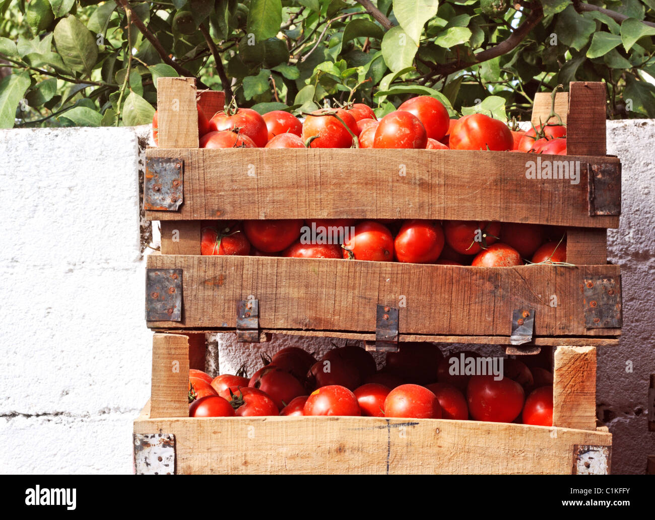 Boxes of tomatoes at outdoor street market Stock Photo - Alamy