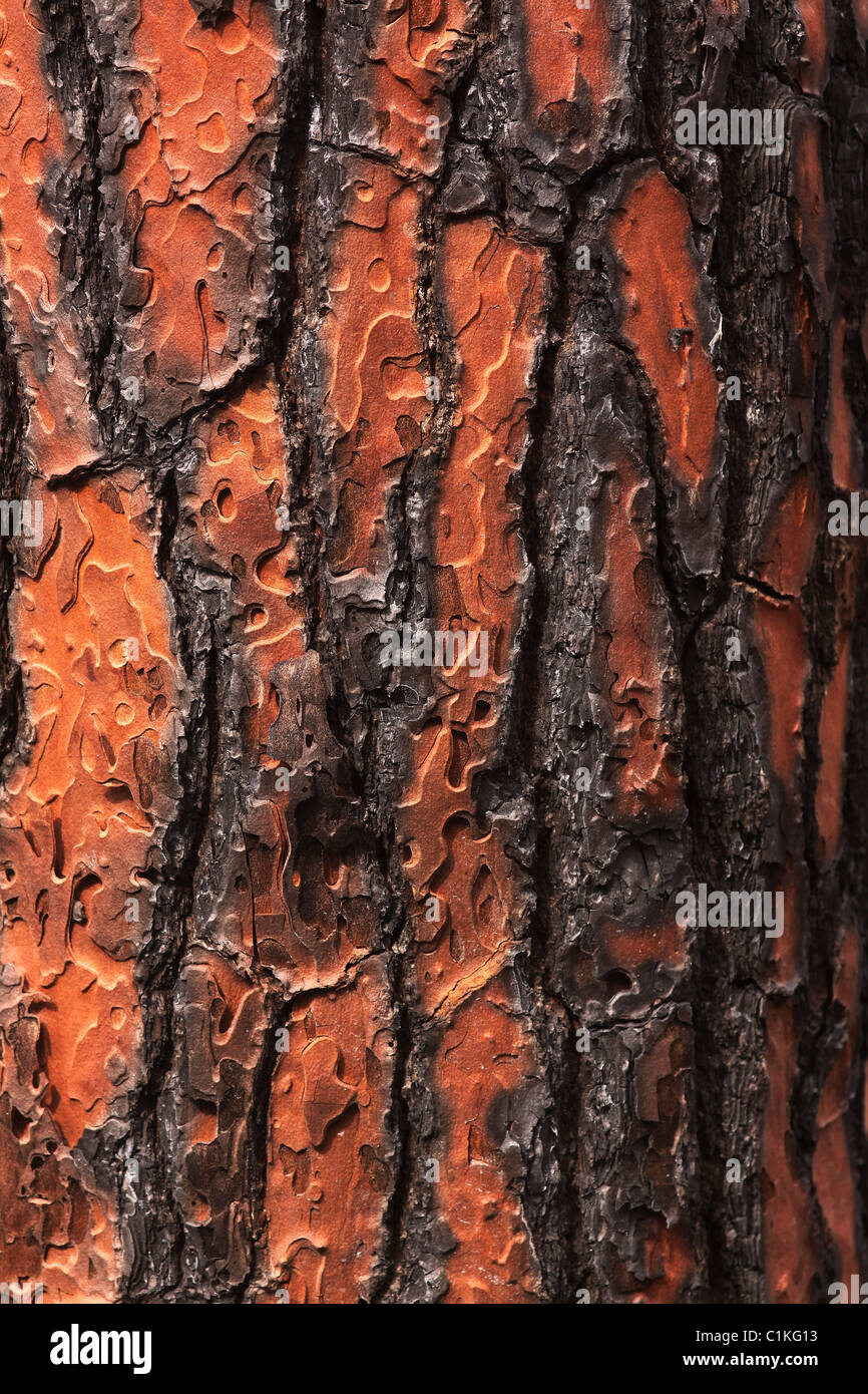 Burnt tree bark hires stock photography and images Alamy