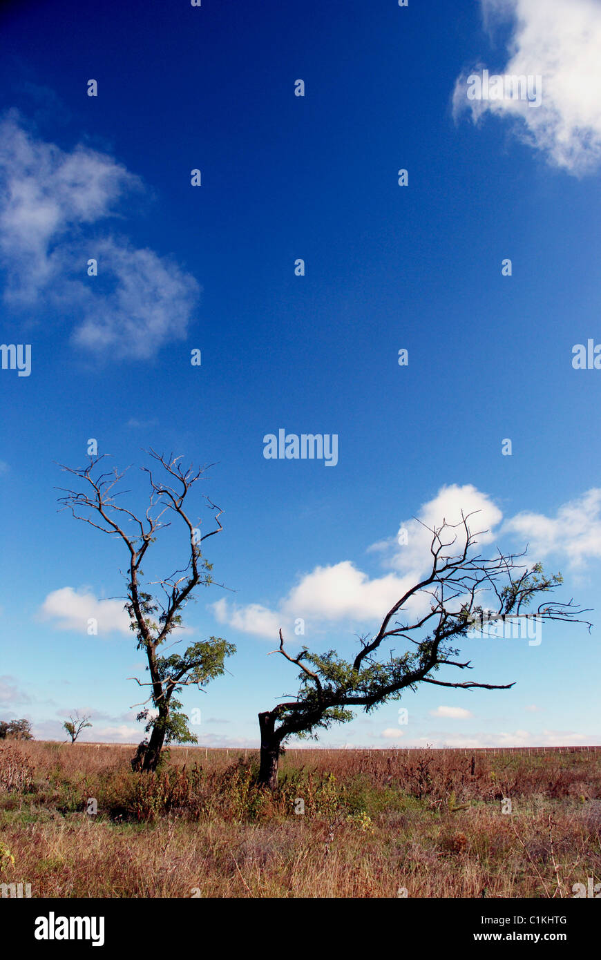 two original form tree on the sky background Stock Photo - Alamy