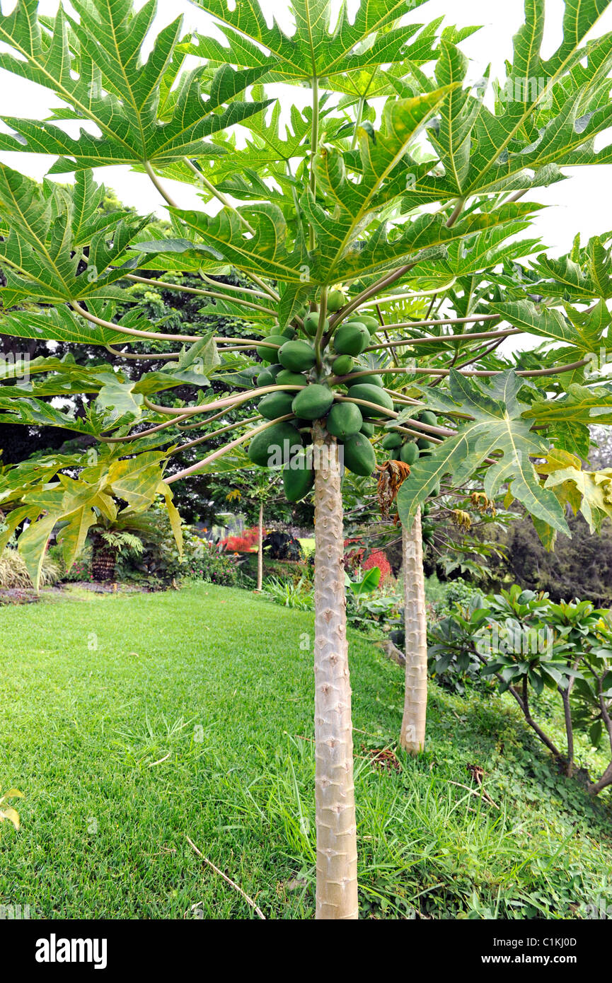 Papaya Trees Kona Hawaii Pacific Ocean Stock Photo Alamy