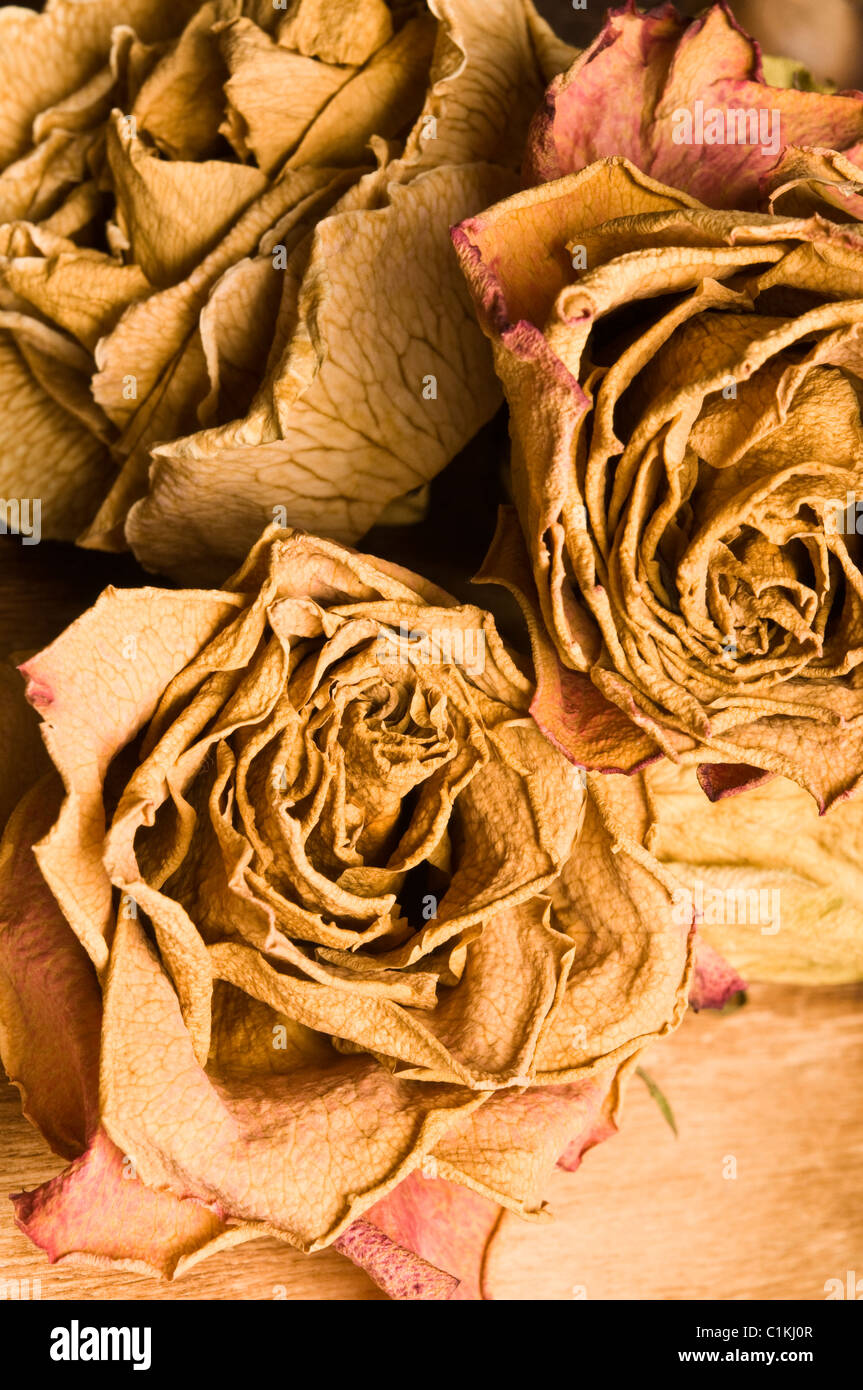dead roses in closeup Stock Photo Alamy