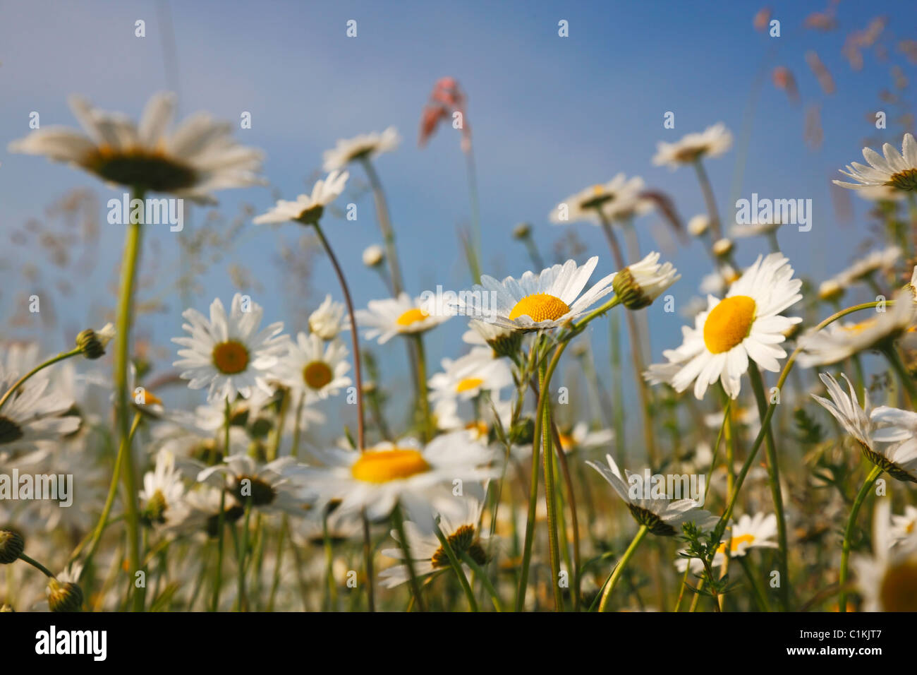 Daises in spring Stock Photo