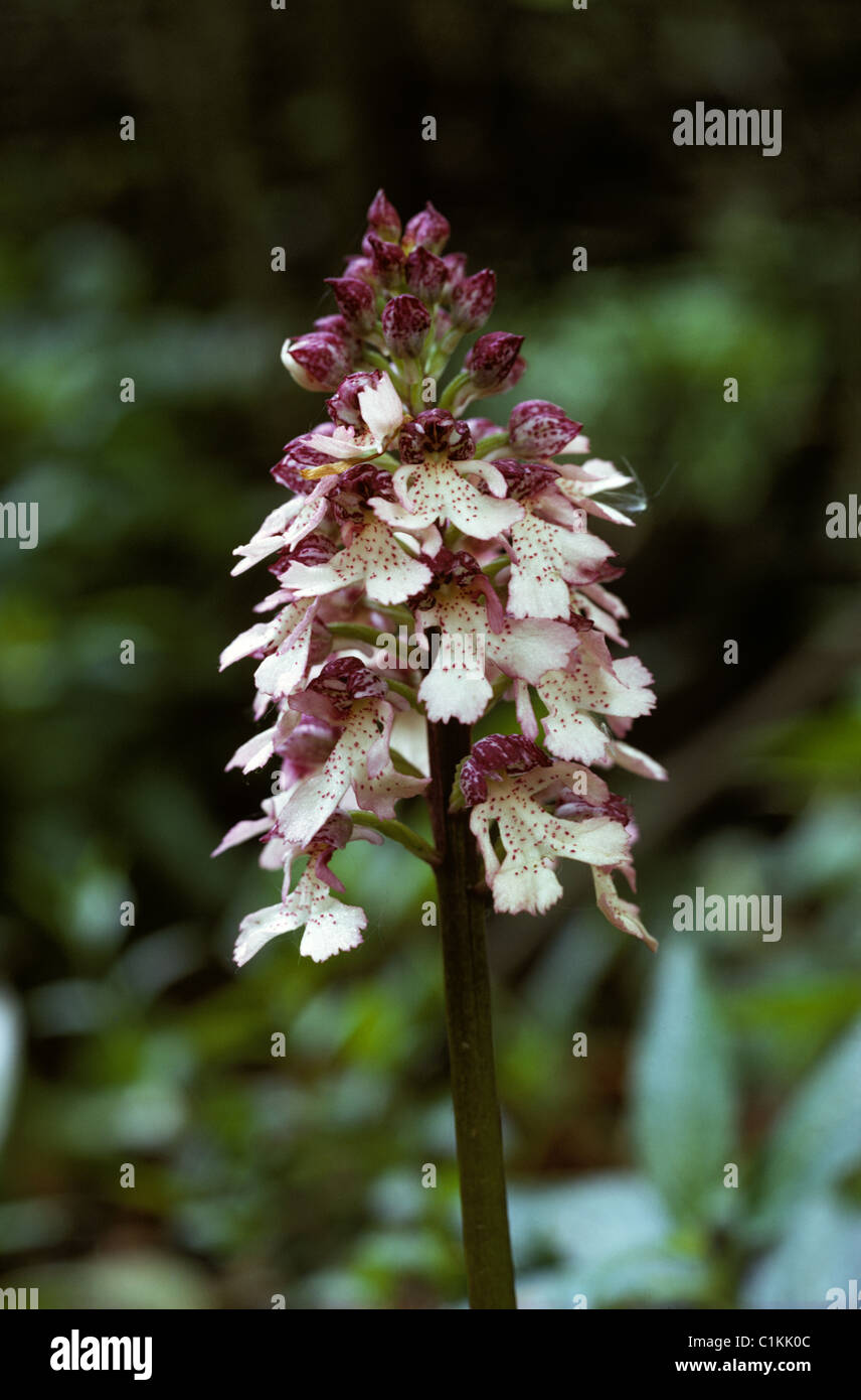Lady orchid (Orchis purpurea) flowering plant in chalk downland woodland Stock Photo