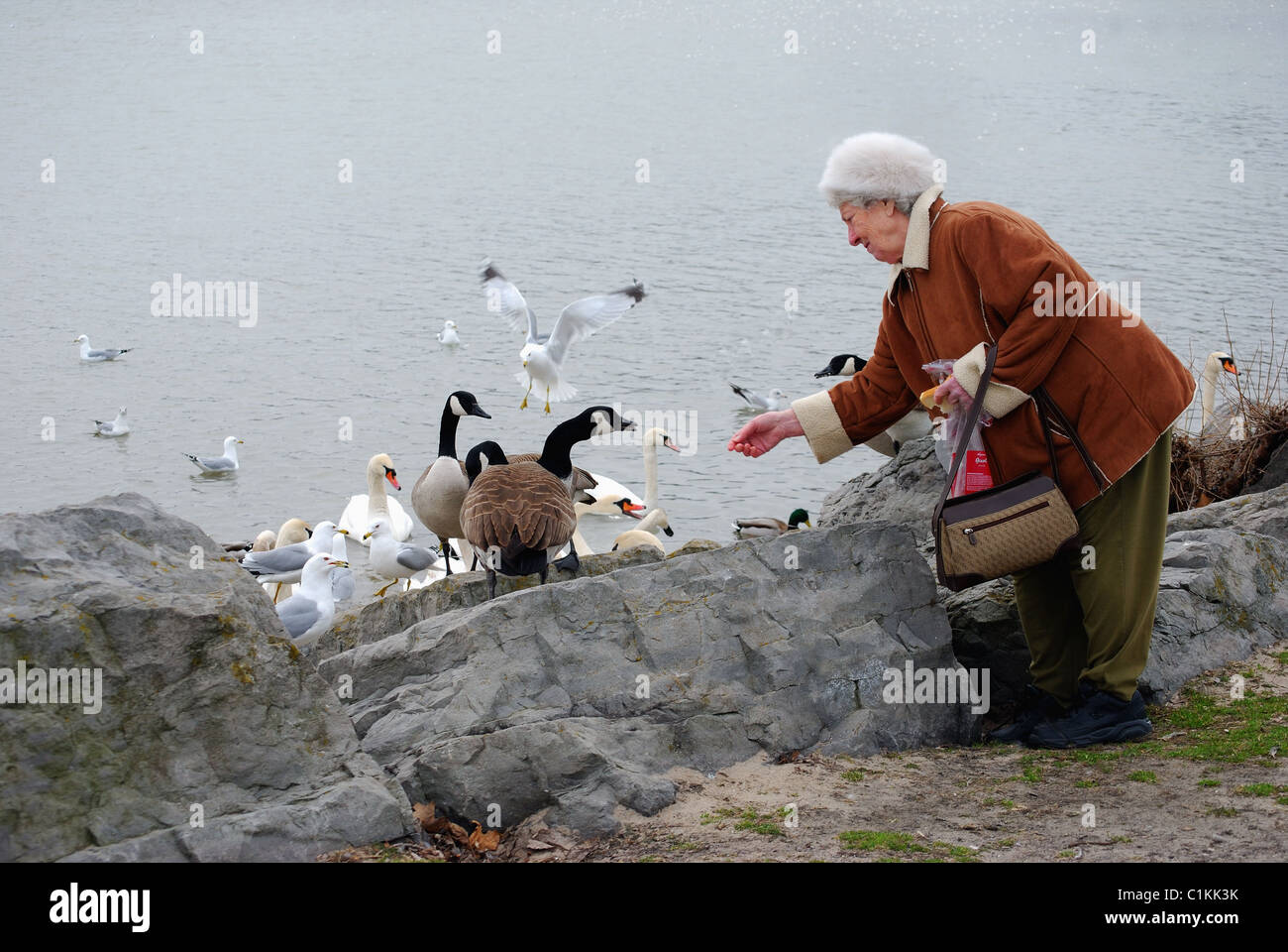 Bread crumbs birds hi-res stock photography and images - Alamy