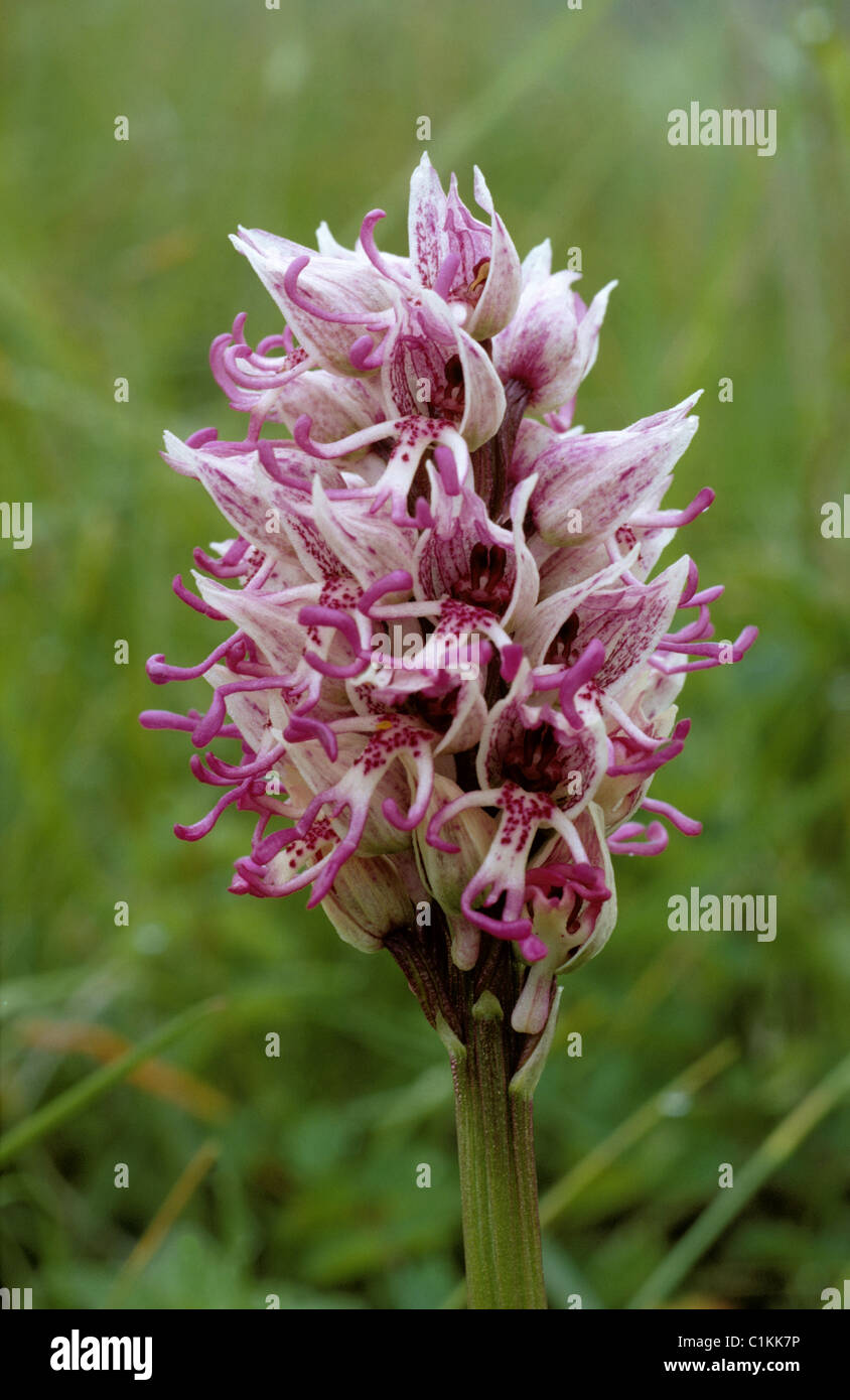 Monkey orchid (Orchis simia) rare wild orchid flowerhead, Kent Stock Photo