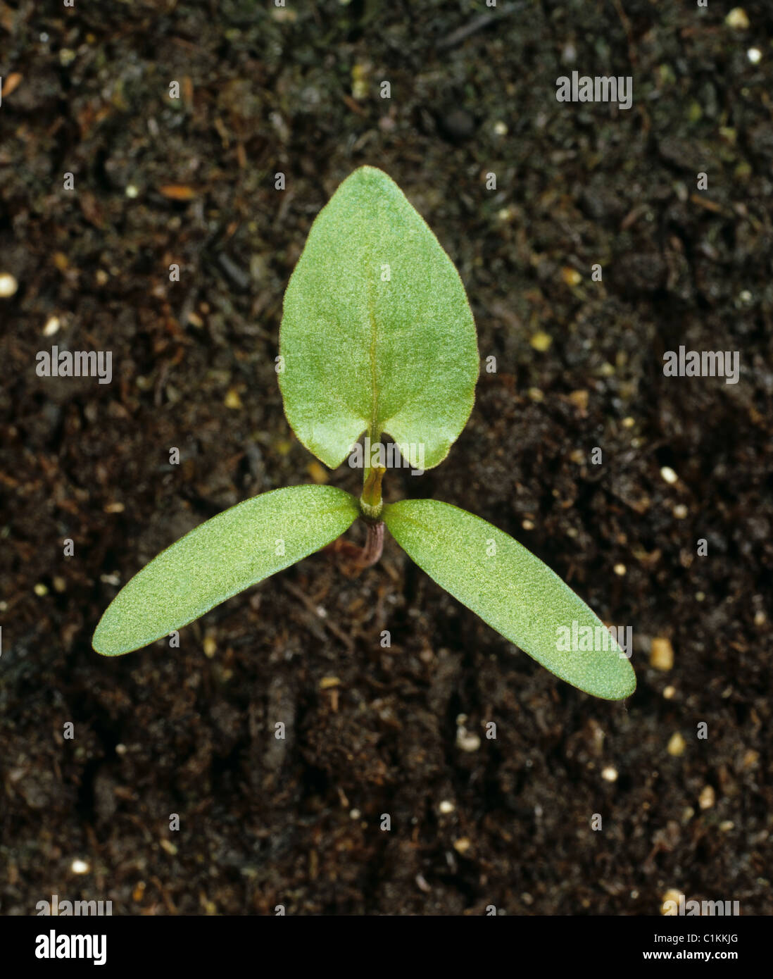Black bindweed (Bilderdykia convolvulus) seedling cotyledons with one true leaf forming Stock Photo