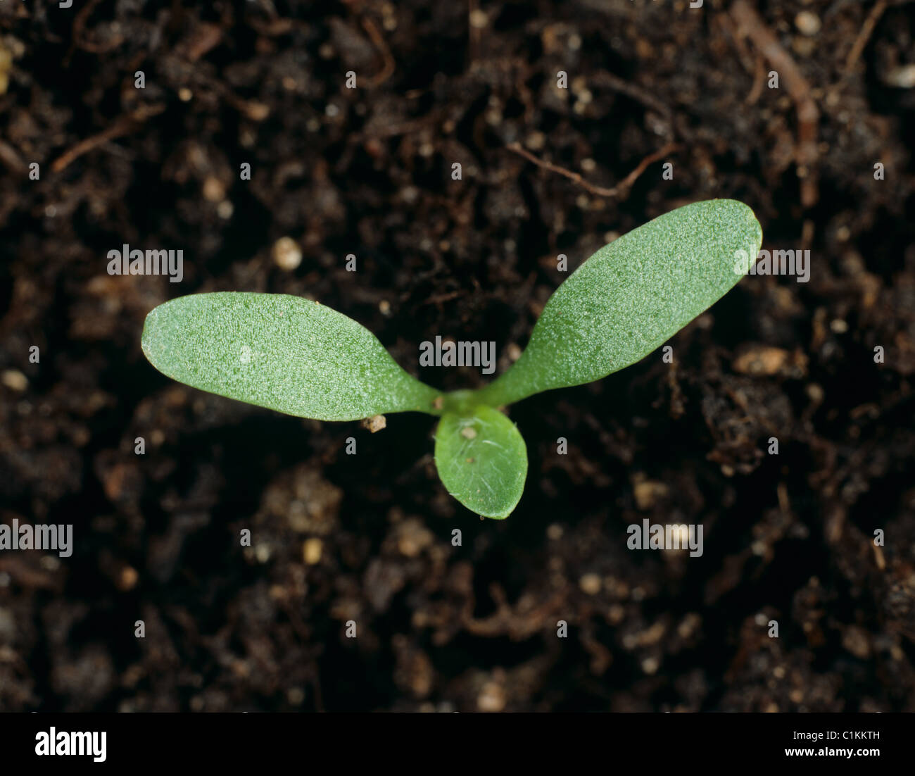 Greater plantain (Plantago major) seedling with cotyledons and first true leaf forming Stock Photo
