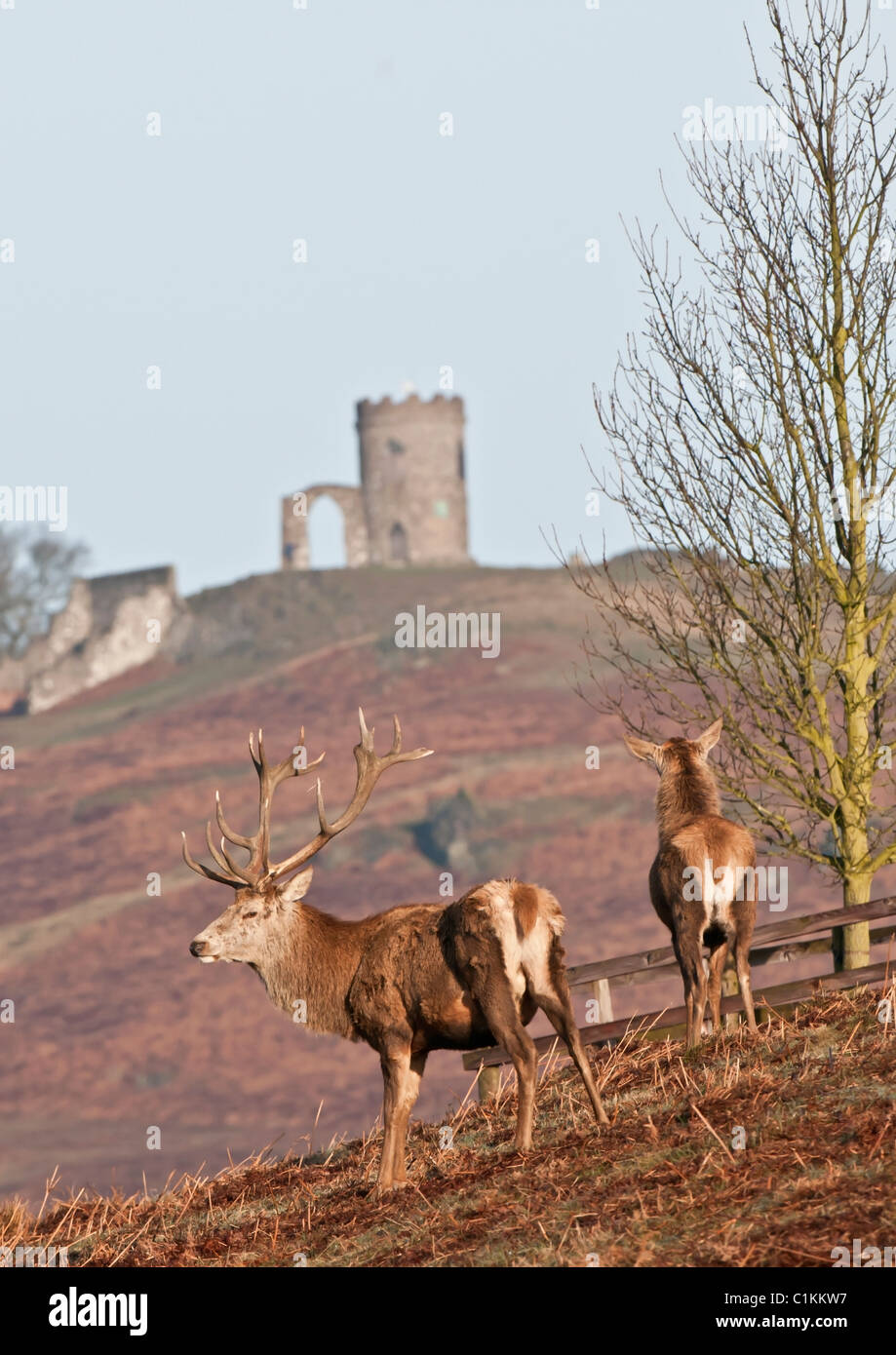 Red Deer In Bradgate Park Hi res Stock Photography And Images Alamy