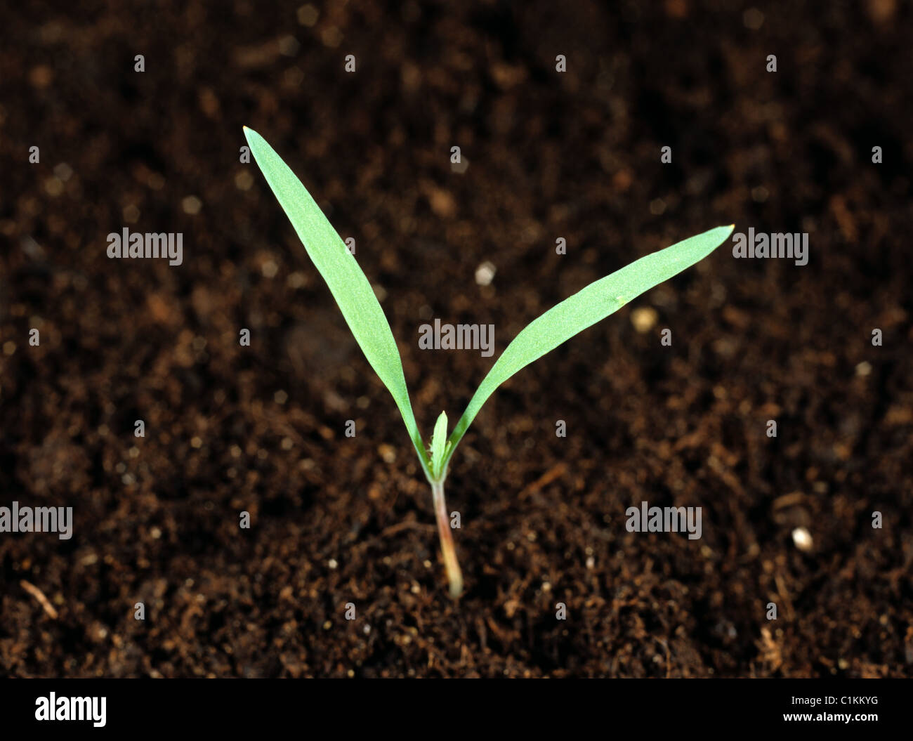 Fumitory (Fumaria officinalis) seedling cotyledons only Stock Photo