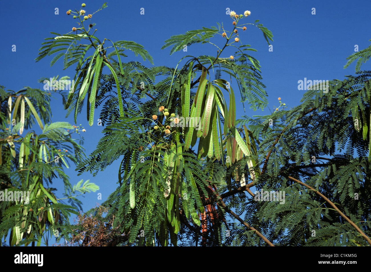 Mimosa or Acacia tree in flower and with very long seedpods Stock Photo