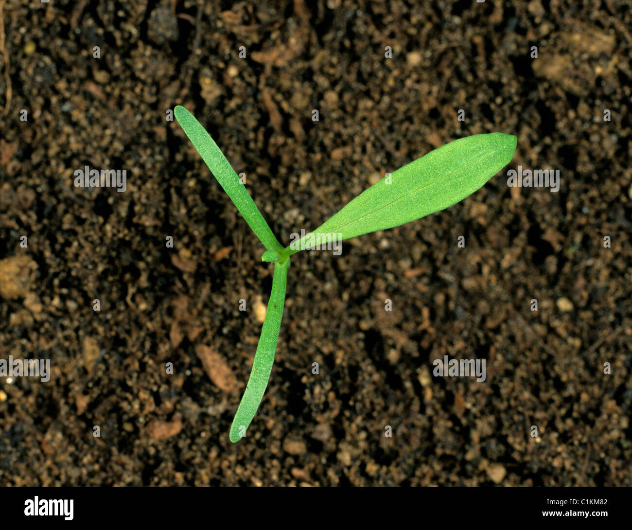 Knotgrass (Polygonum aviculare) seedling with one true leaf Stock Photo