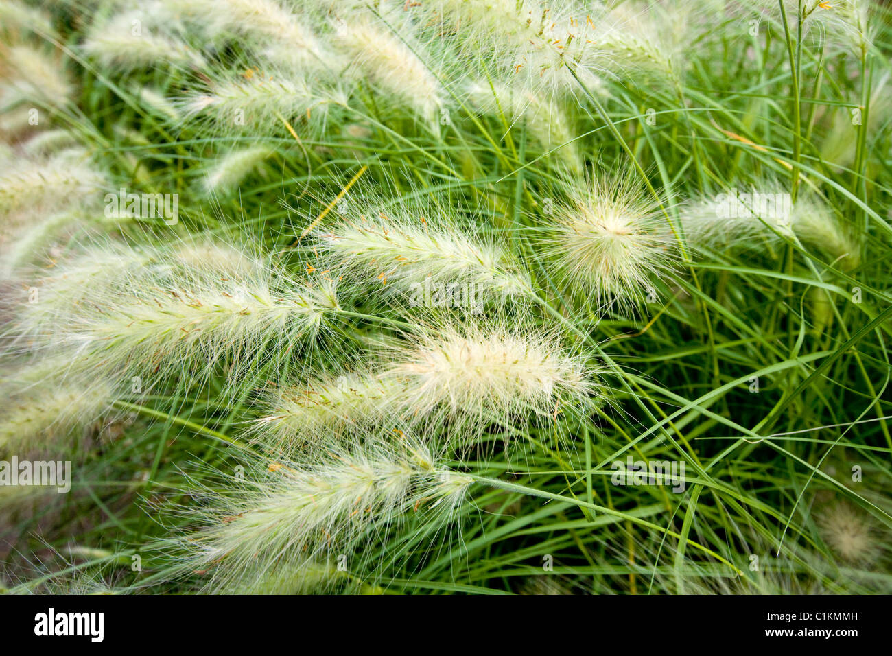 Pennisetum villosum (feathertop / fountain grasses) grass. RHS Royal Horticultural Society Headquarters / HQ. Wisley. Surrey. UK Stock Photo