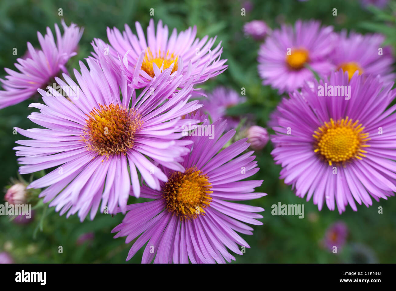 Mauve Asters X Frikartii 'Monch' Frikart's aster purple daisy Stock Photo