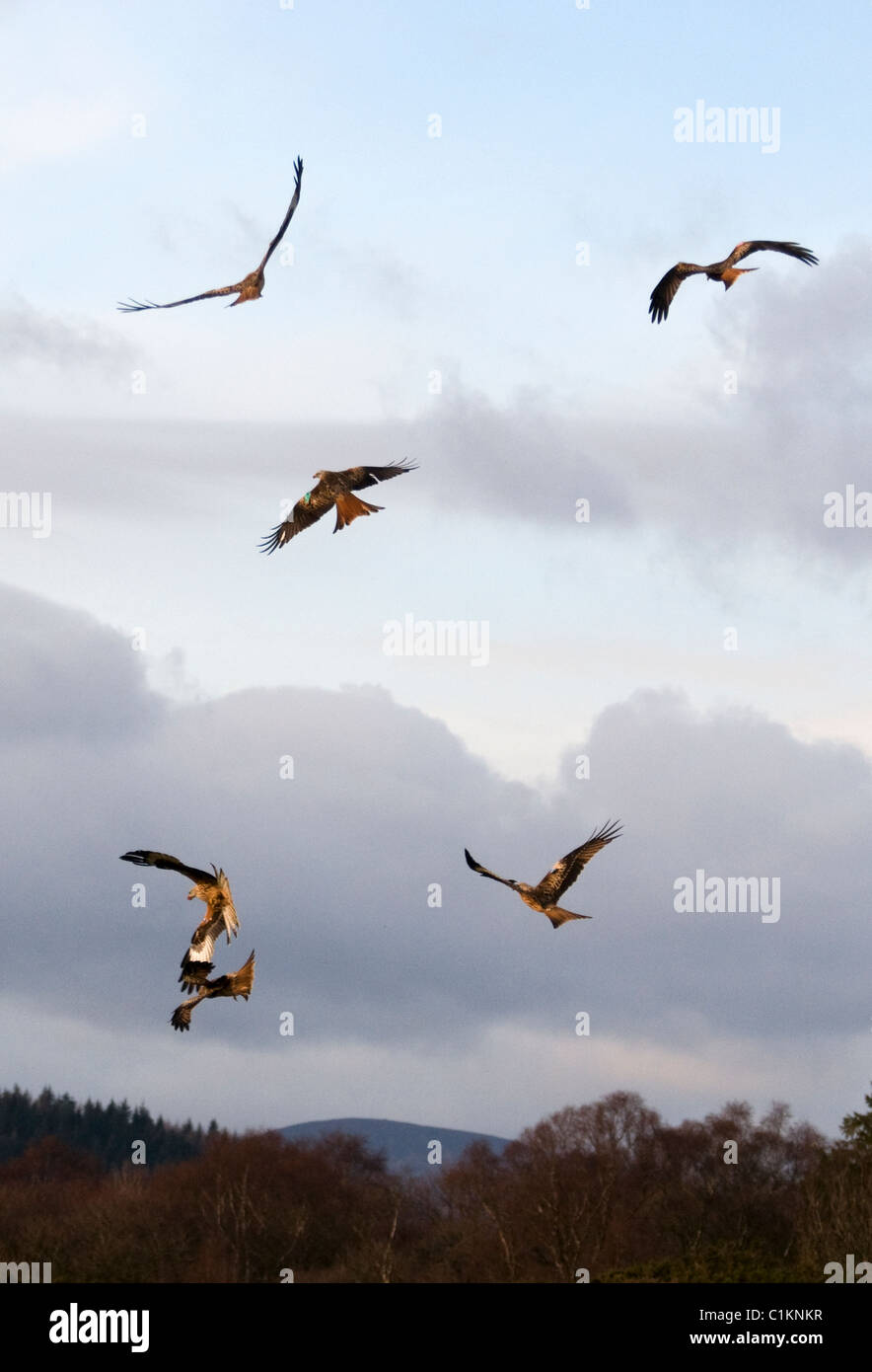 flying red kites milvus milvus at feeding time bellymack farm dumfries and galloway scotland Stock Photo