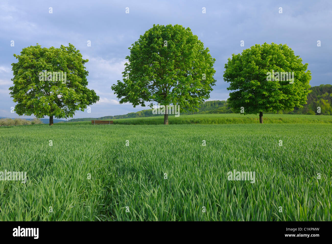 Maple Trees in Cornfield in the Spring, Grosswallstadt, Miltenberg, Franken, Bavaria, Germany Stock Photo