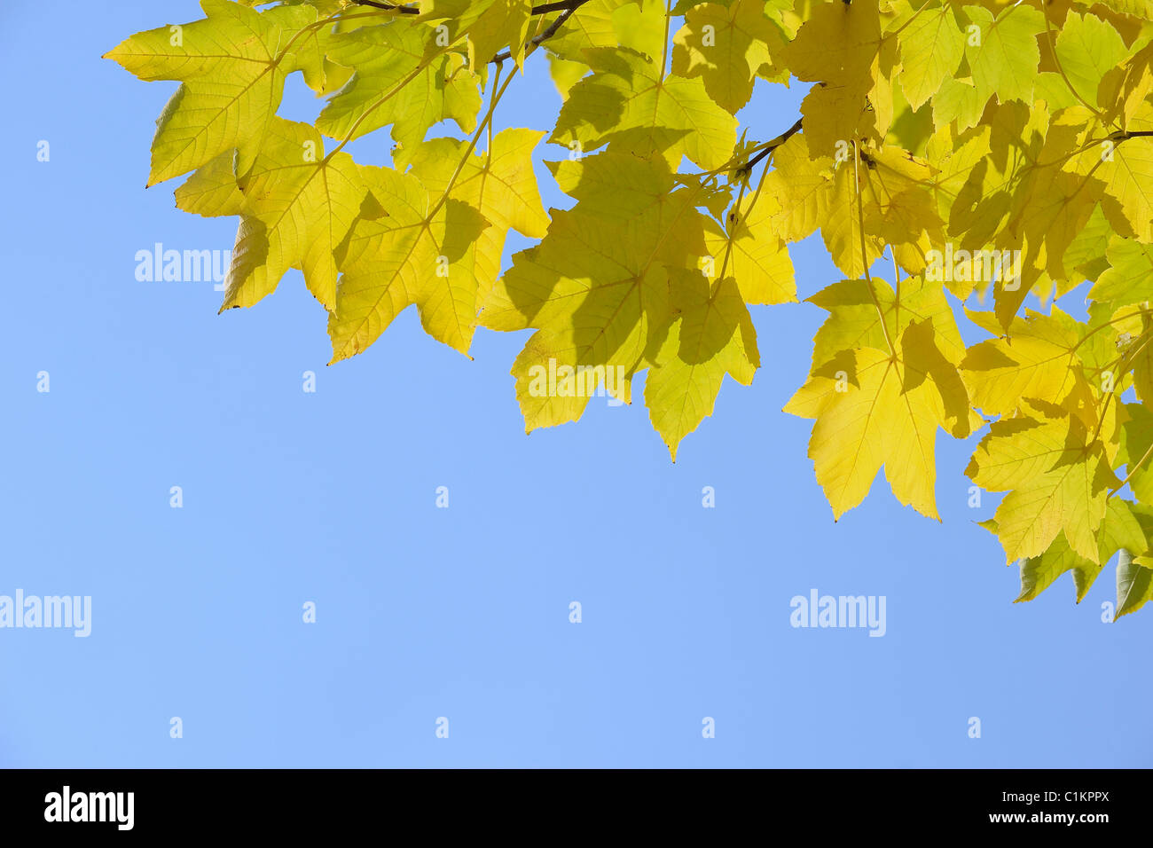 Scenic shot maple tree hi-res stock photography and images - Alamy