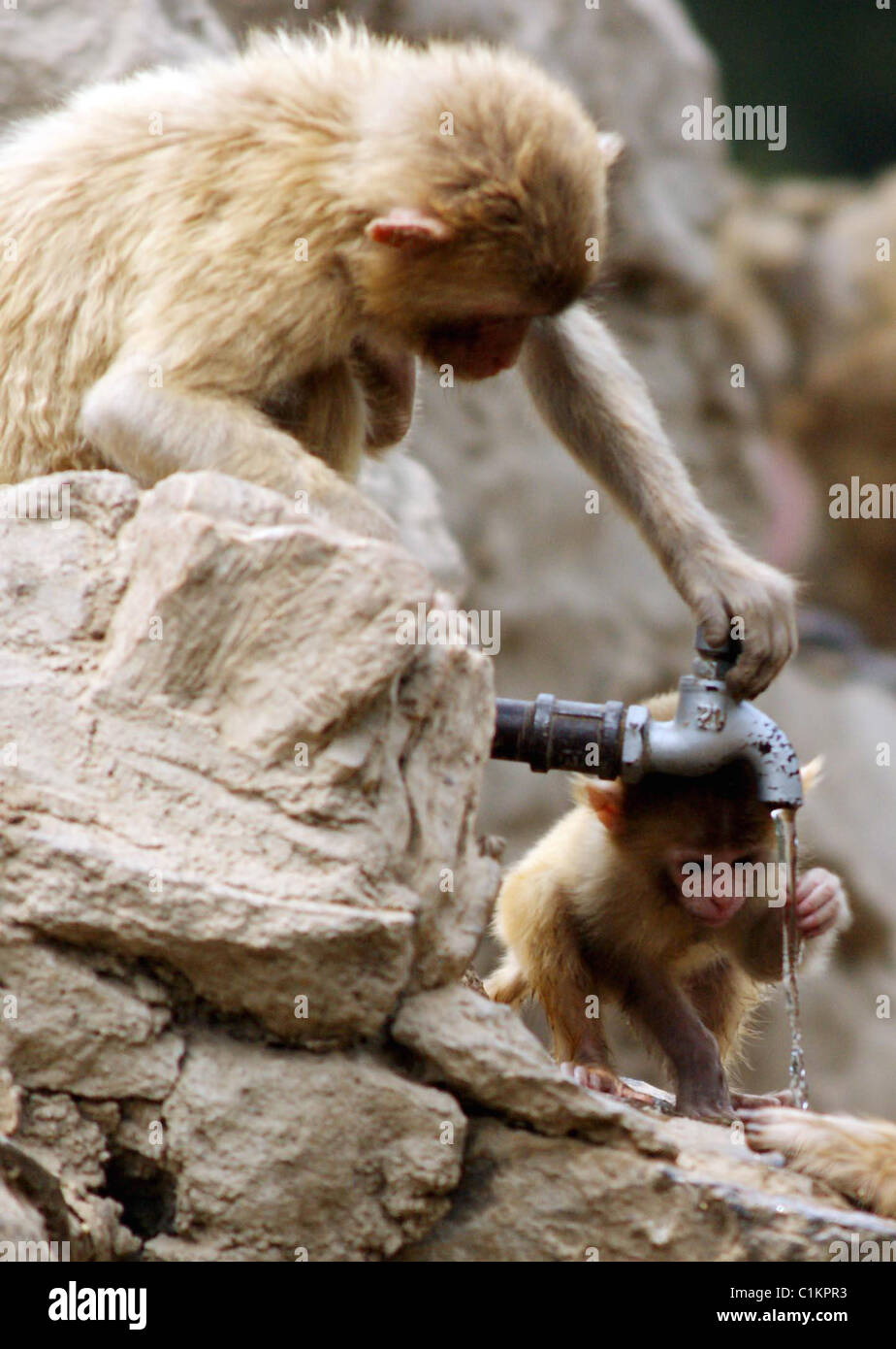Monkeys beat the heat These clever monkeys have worked out how to stay cool in the oppressive heat in Zhengzhou zoo, China. Stock Photo