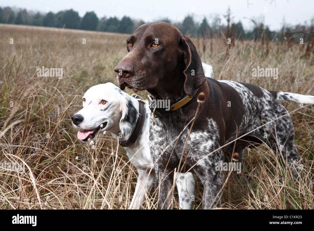 Two Dogs in Field, Houston, Texas, USA Stock Photo Alamy