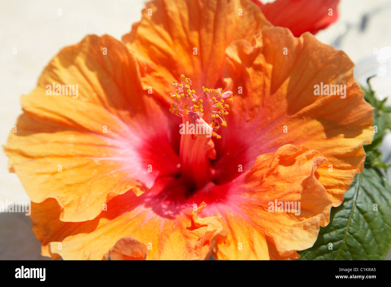 Close-up of Hibiscus Stock Photo