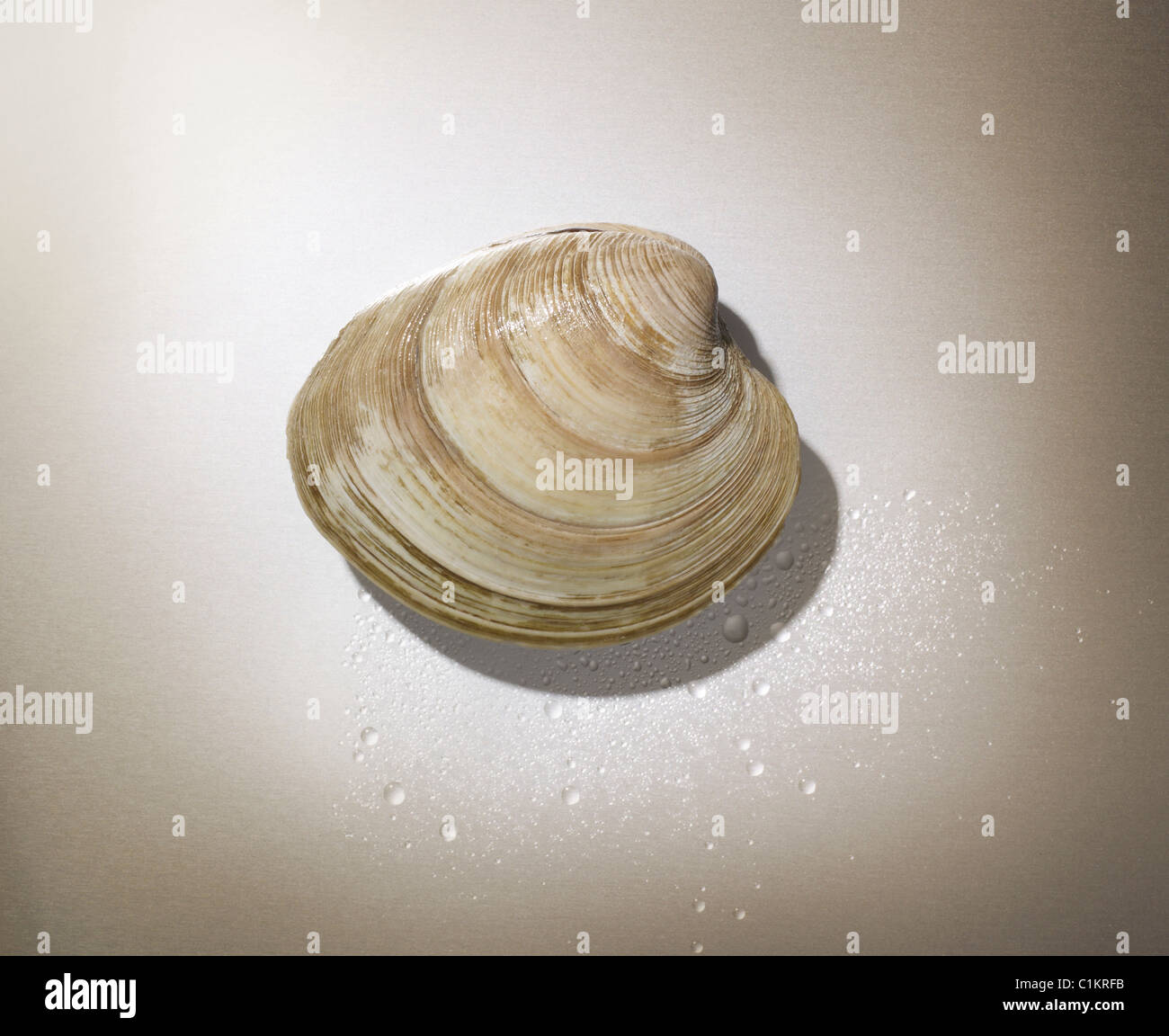 Sea Shell Water Droplet High Resolution Stock Photography and Images ...