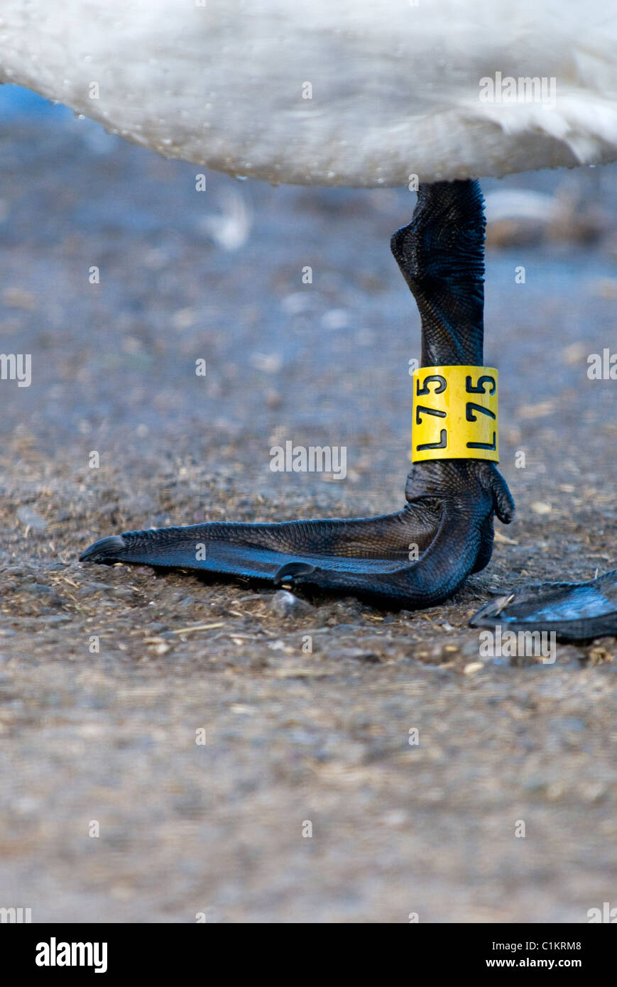 Buy POPETPOP 100PCS Bird Leg Bands - Colorful Plastic Bayonet  Identification Ring Pigeon Foot Rings, Chicken Leg Band Leg Rings for  Pigeon/Poultry/Birds - 8mm Online at desertcartINDIA