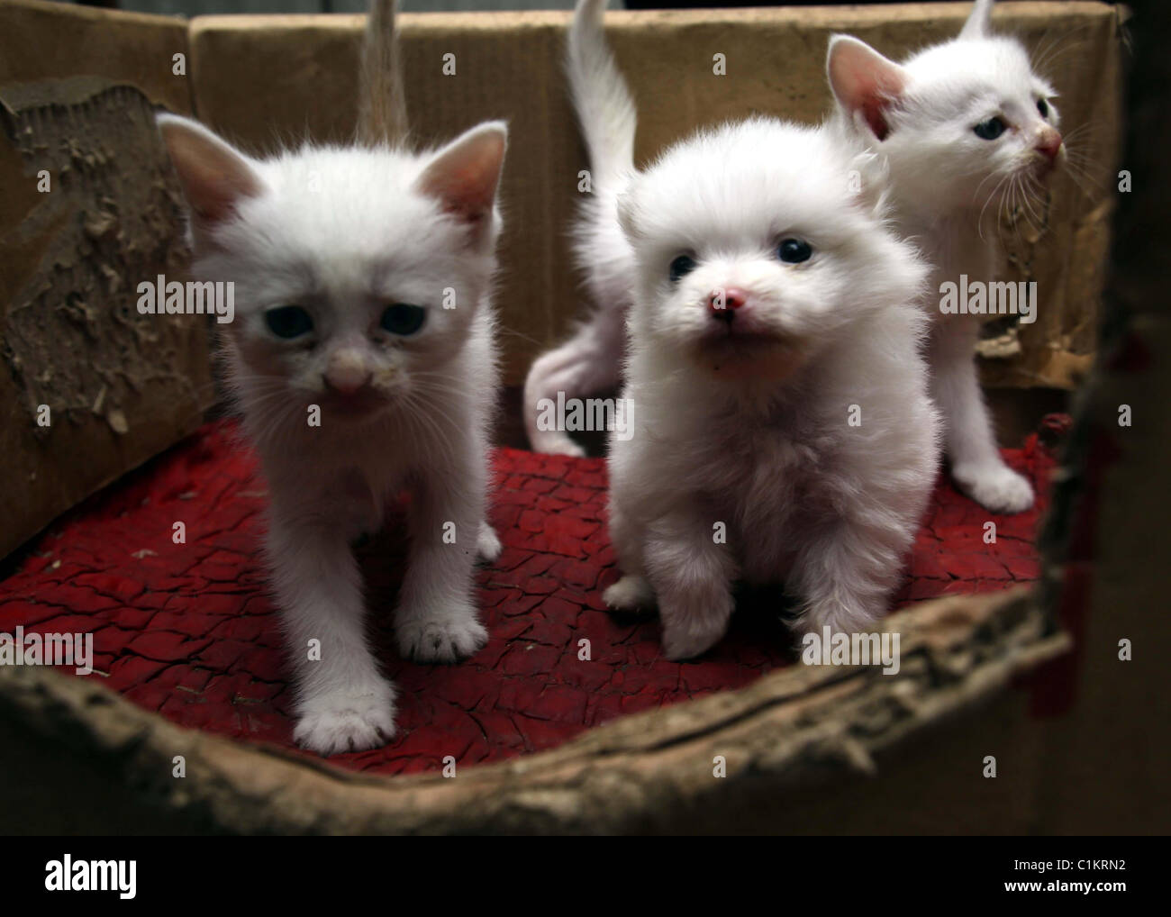 Cat Raises Puppy This Cat Has Forgotten The Age Old Rivalry Between Stock Photo Alamy