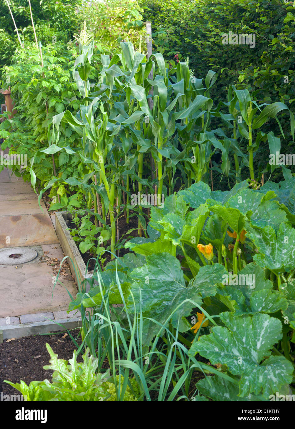Vegetable patch in summer Stock Photo