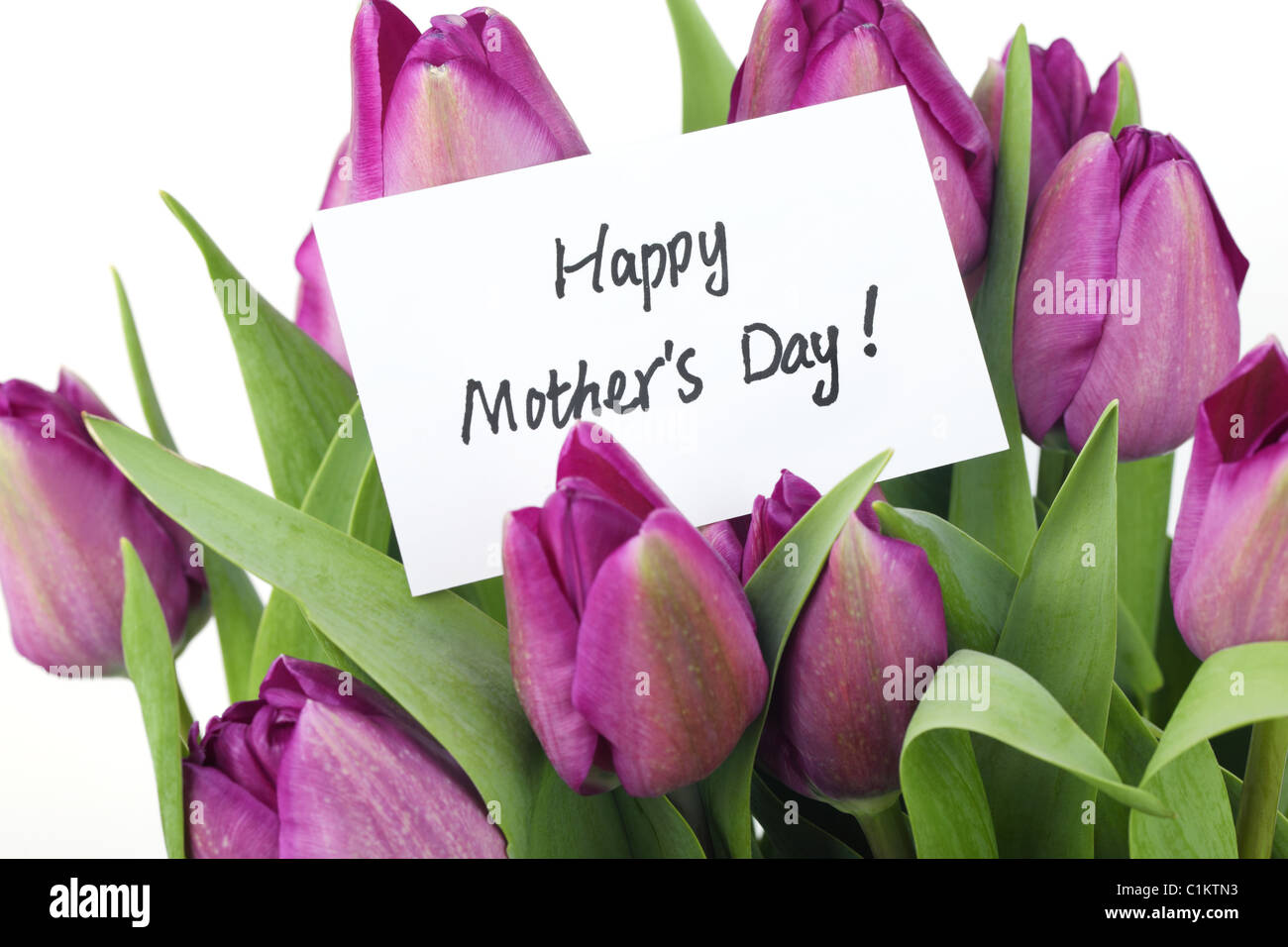 Mother's Day Concept-- Purple tulips with card on white background ...