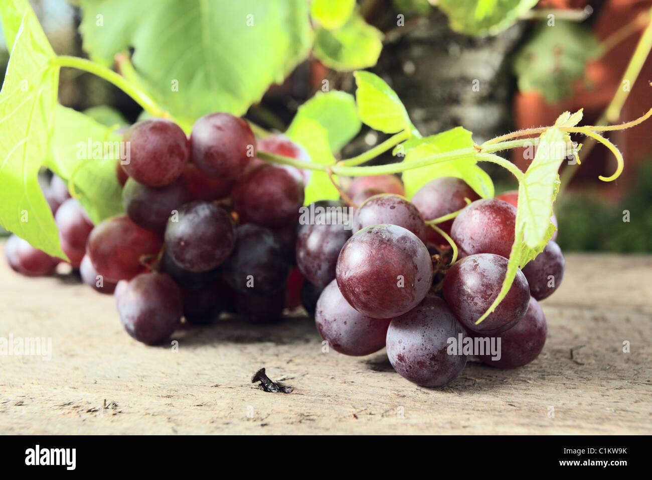 ripe red grape in vineyard Stock Photo - Alamy