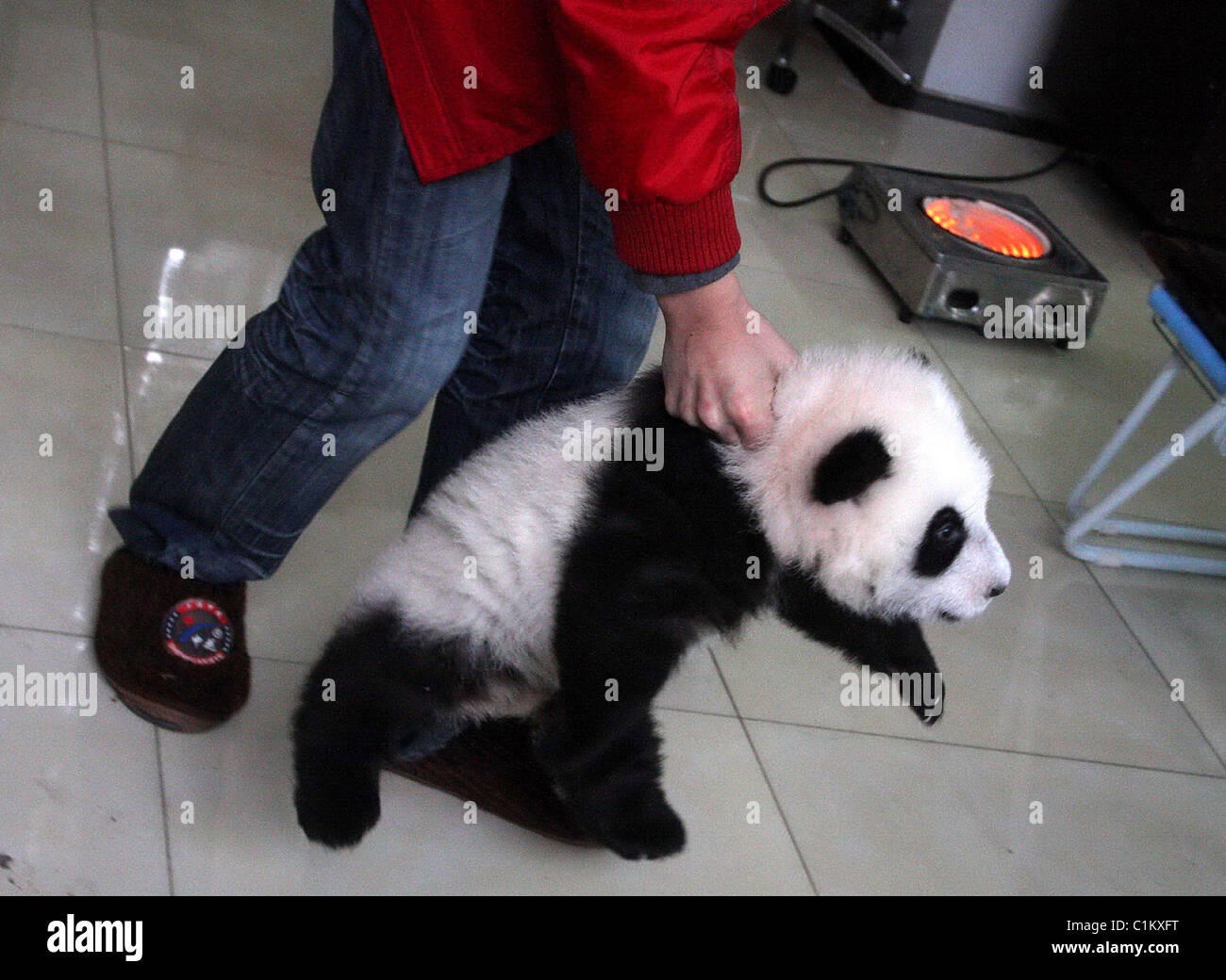 Panda Kindergarten Baby Pandas Play At A Special Kindergarten In Ya An China There Are 70 Giant Pandas Including 13 Newborn Stock Photo Alamy Panda Kindergarten Baby Pandas Play At A Special Kindergarten In Ya An China There Are 70 Giant Pandas Including 13 Newborn Stock Photo Alamy