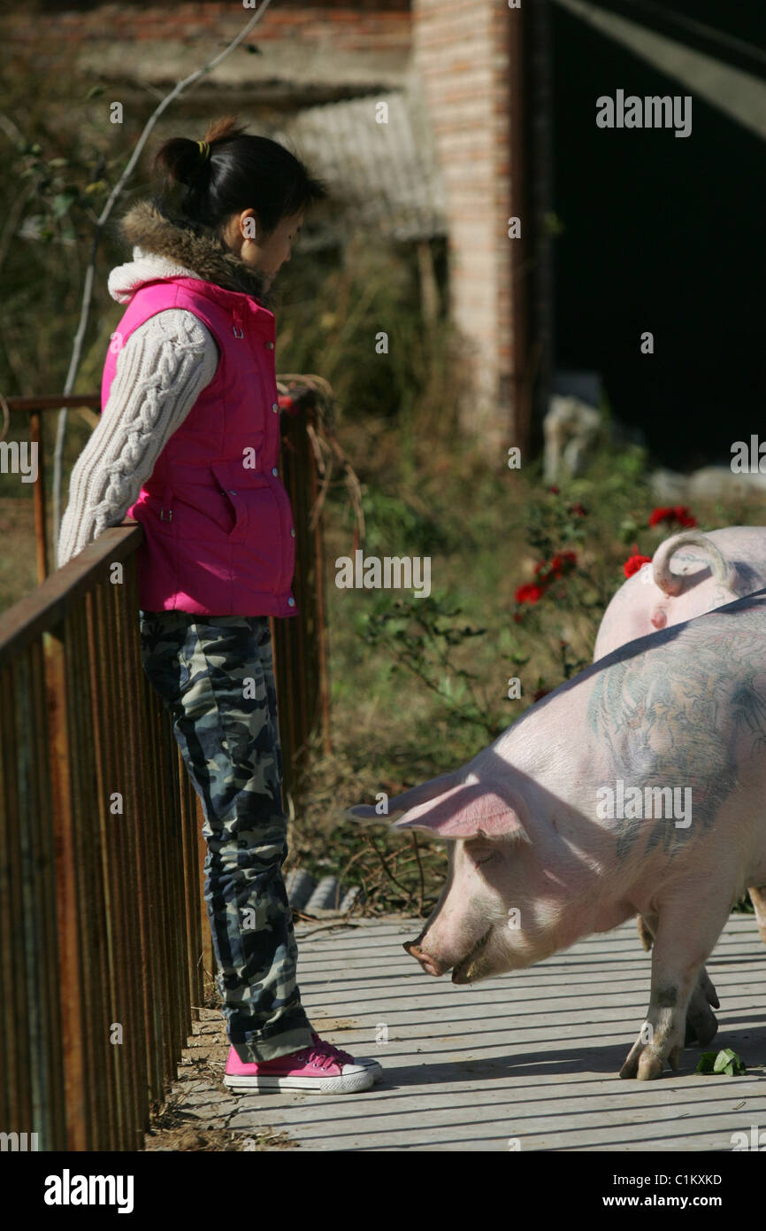 OINK INK! This little piggy went to... the tattoo parlour! Belgian artist Wim Delvoye has turned his 12 porkers into rock stars Stock Photo