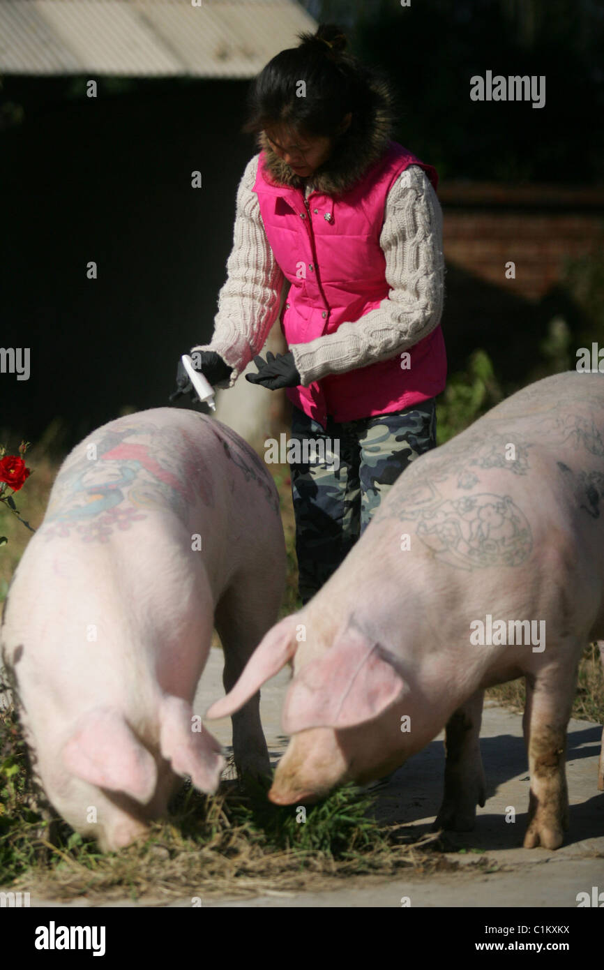 OINK INK! This little piggy went to... the tattoo parlour! Belgian artist Wim Delvoye has turned his 12 porkers into rock stars Stock Photo