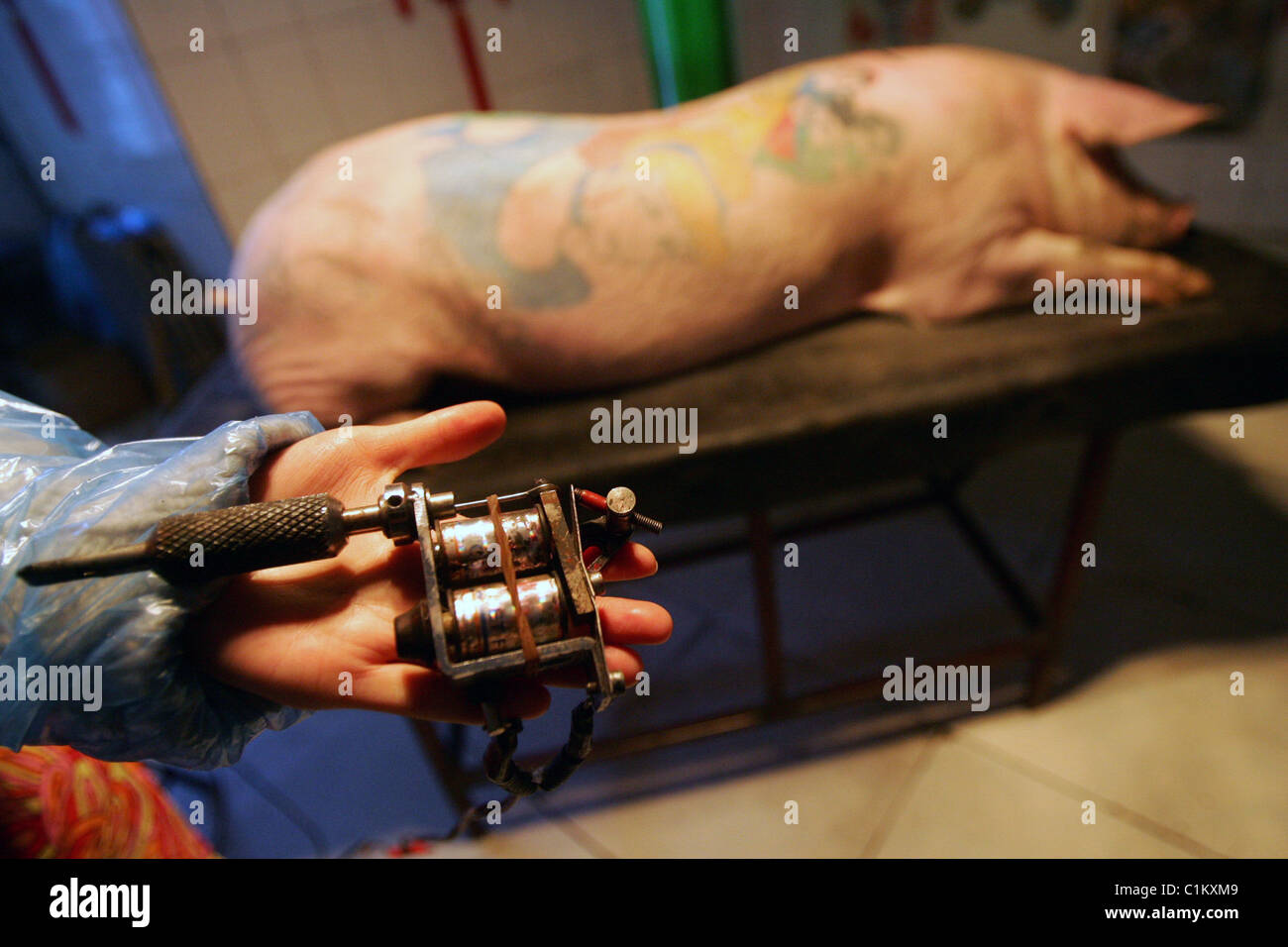 OINK INK! This little piggy went to... the tattoo parlour! Belgian artist Wim Delvoye has turned his 12 porkers into rock stars Stock Photo