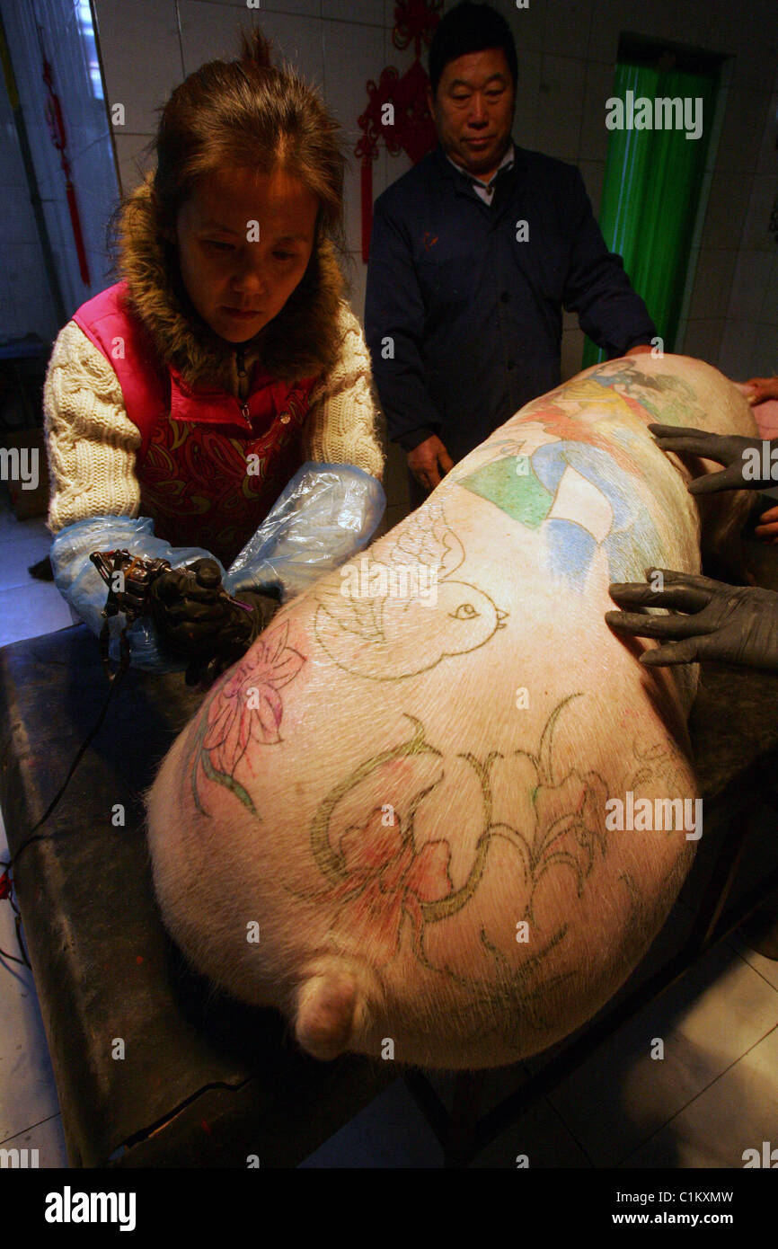 OINK INK! This little piggy went to... the tattoo parlour! Belgian artist Wim Delvoye has turned his 12 porkers into rock stars Stock Photo