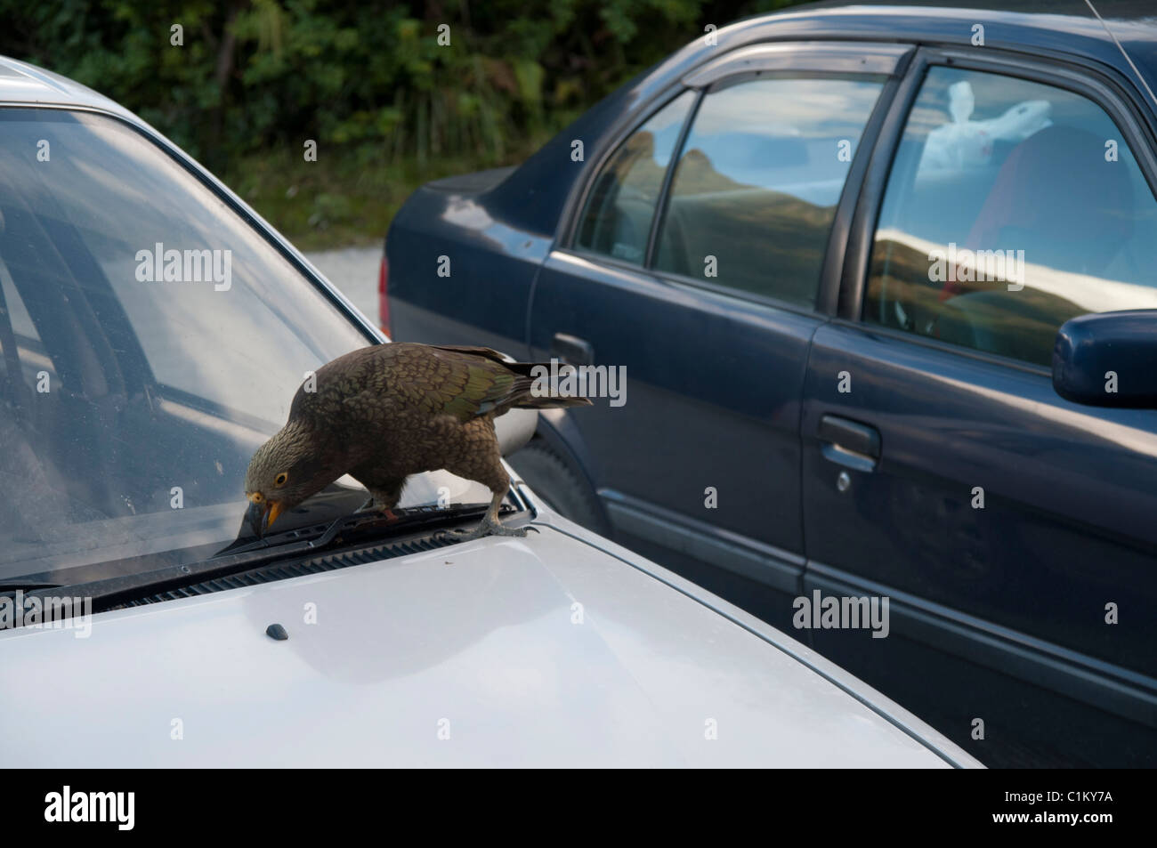 Keas are curious parrots of the New Zealand Southern Alpes inspecting and damaging cars quite often.  Neugieriger Bergpapagei Stock Photo
