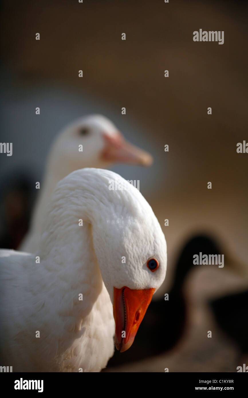 White ducks Stock Photo