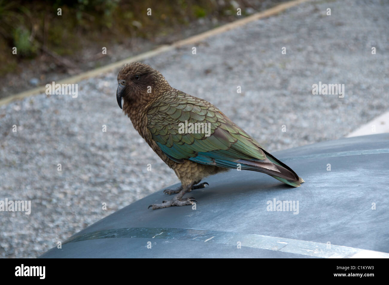 Keas are curious parrots of the New Zealand Southern Alpes inspecting and damaging cars quite often.  Neugieriger Bergpapagei Stock Photo