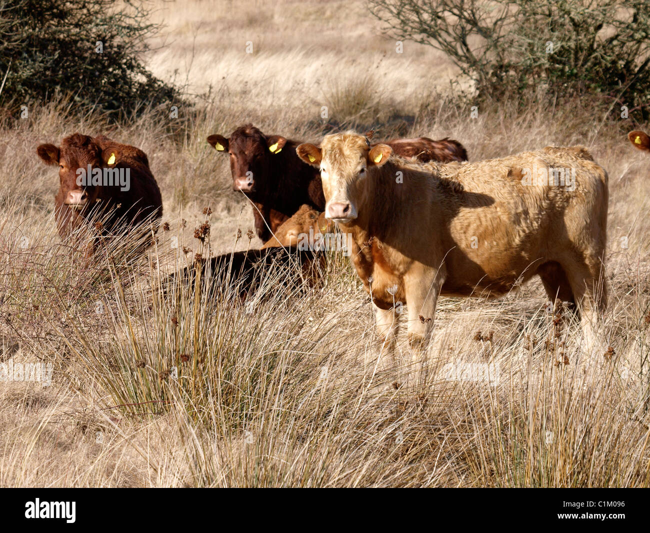 Ruby red Devon cattle grazing on scrub land, braunton burrows, UK Stock Photo