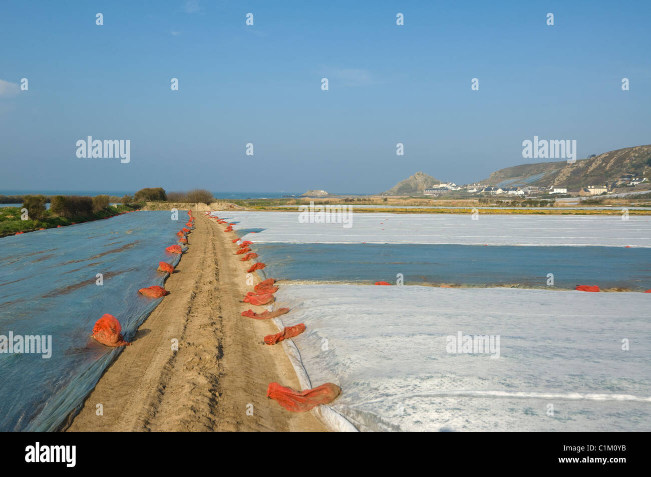 Polythene Sheeting used for early crop Les Landes Jersey Channel Islands Stock Photo