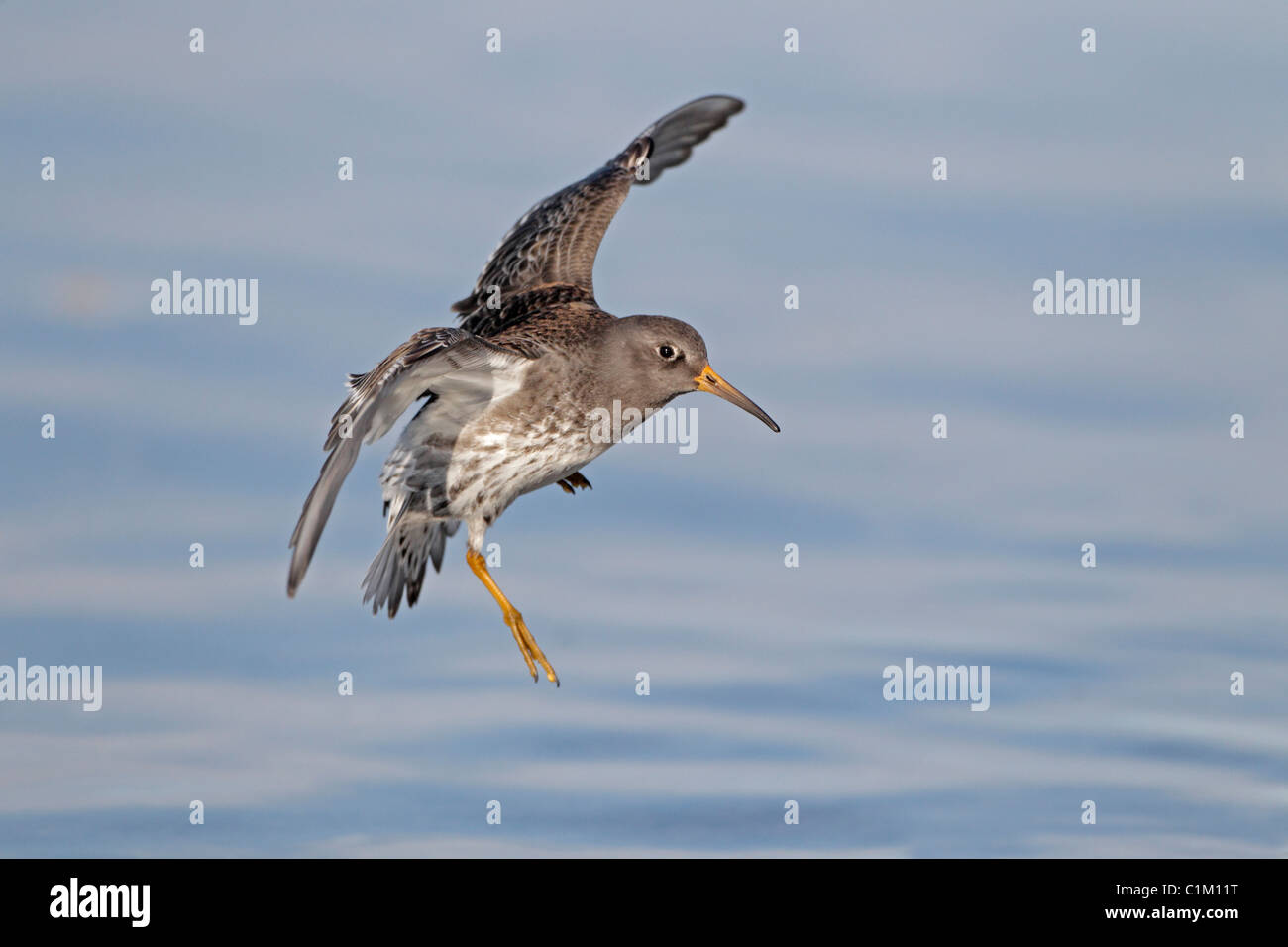 Purple sandpiper coming into land in Iceland in winter plumage Stock Photo
