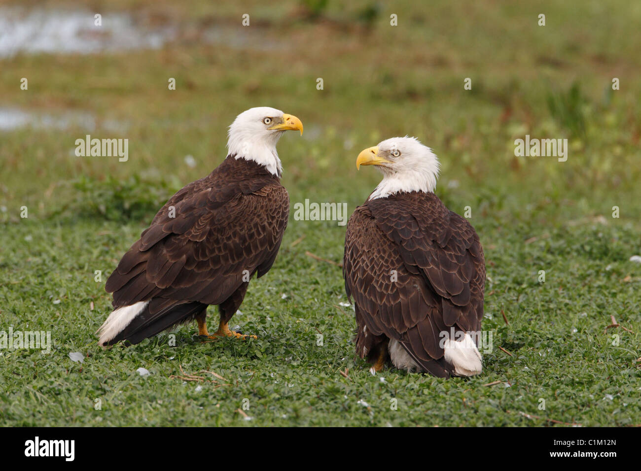 Pair of American Bald Eagles (Haliaeetus leucocephalus Stock Photo - Alamy