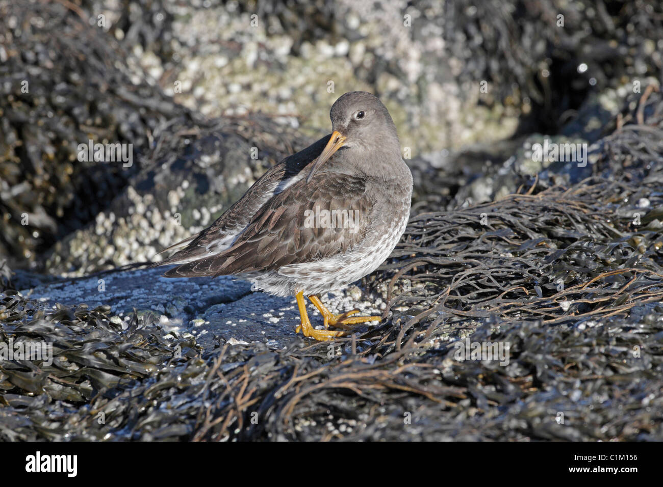 Purple sandpiper in winter plumage on sea weed covered rock in Iceland Stock Photo