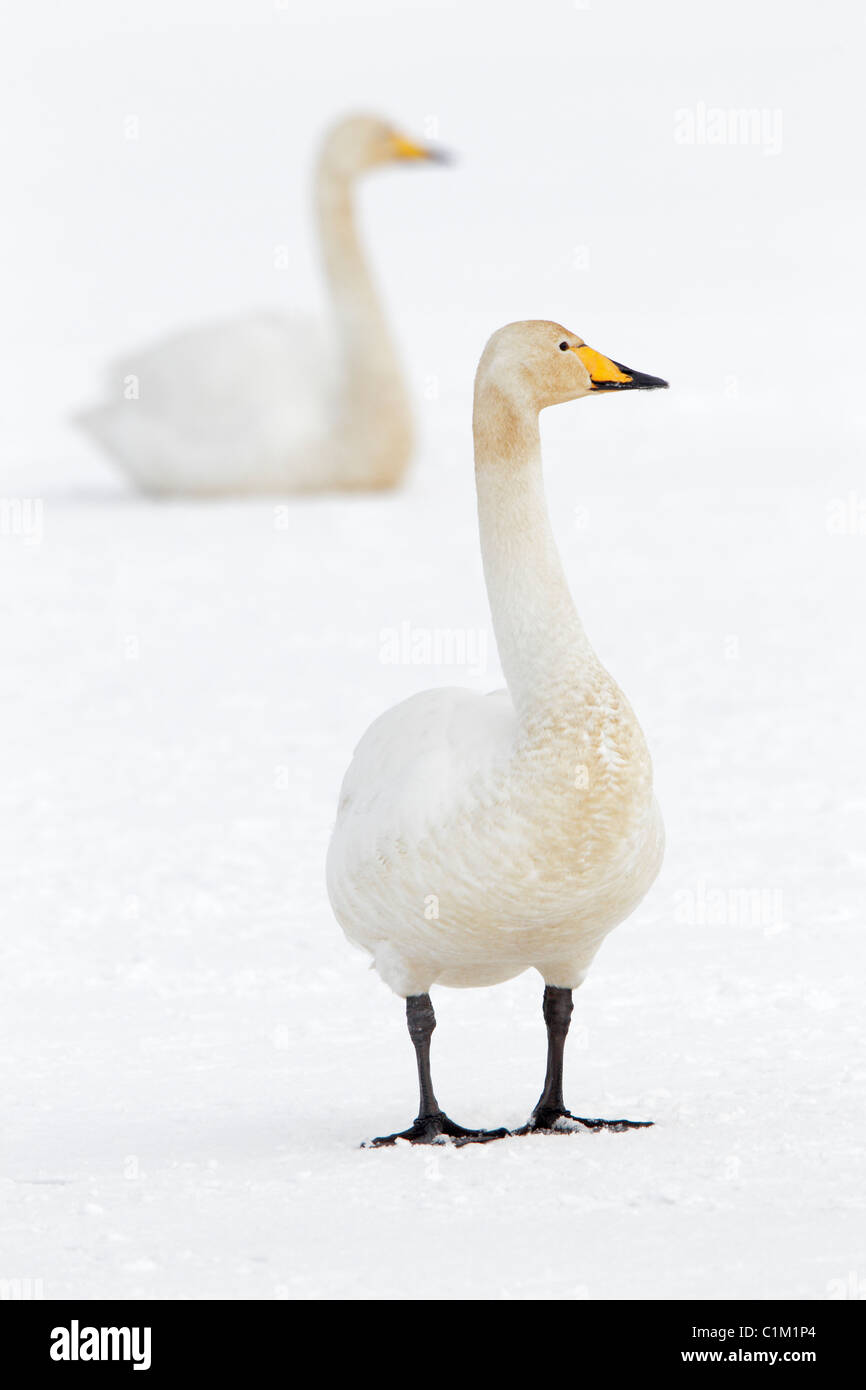 Two adult Whooper swans in winter in Iceland Stock Photo