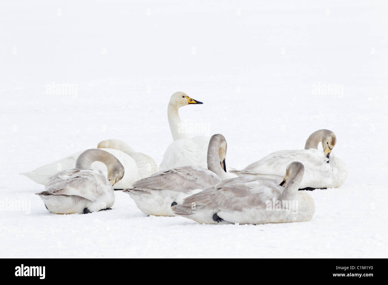 Group of Whooper Swans resting on snow covered pond in Iceland Stock Photo