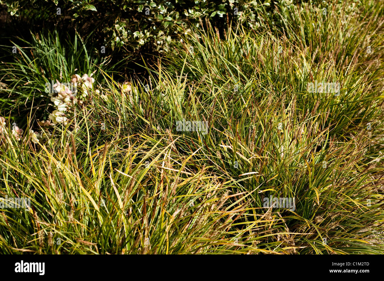 Carex morrowii ‘Variegata’, Japanese Grass Sedge, in February Stock Photo