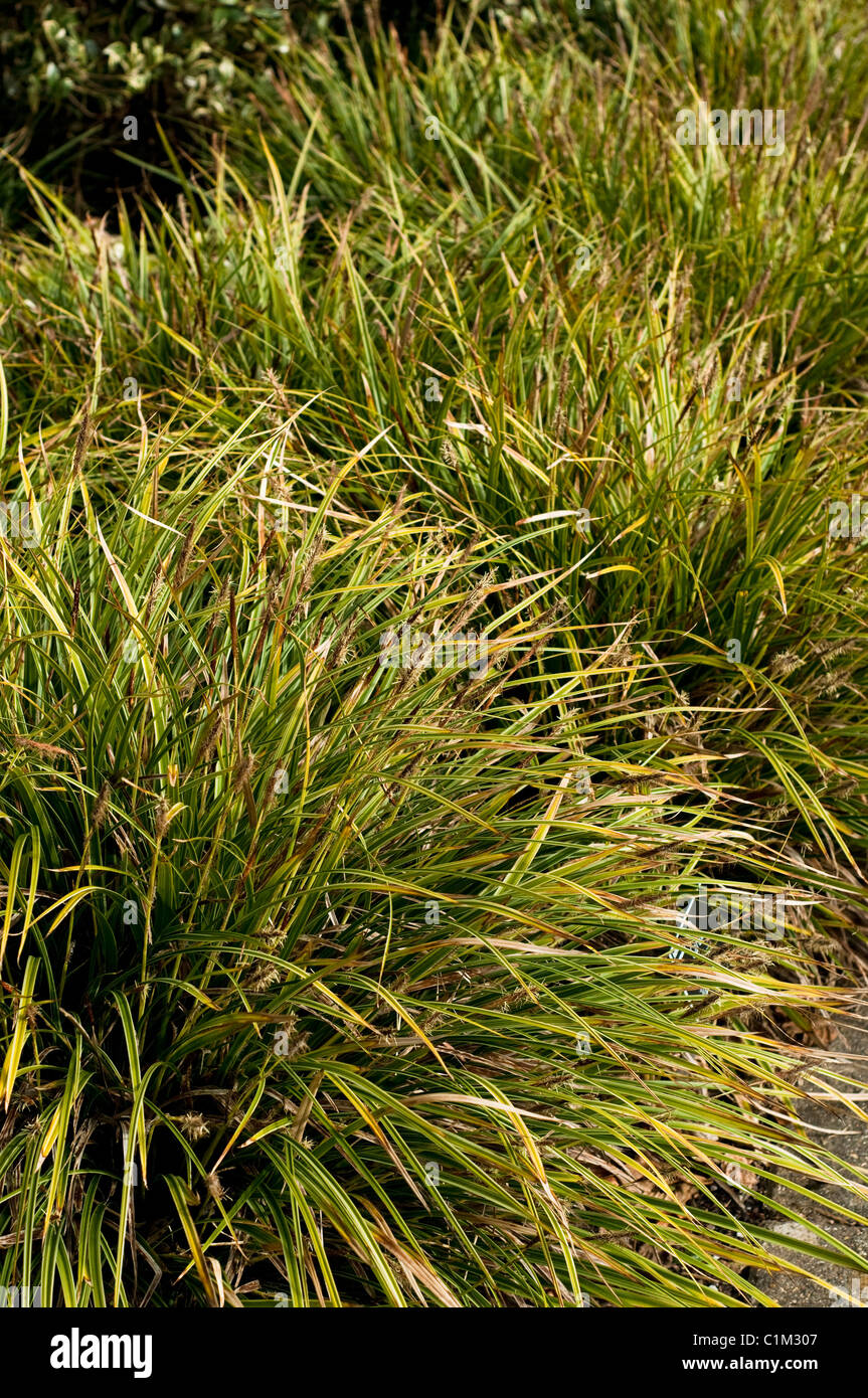 Carex morrowii ‘Variegata’, Japanese Grass Sedge, in February Stock Photo