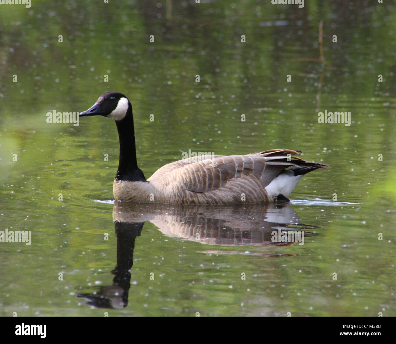40,269.07847 Adult Canada goose [Branta canadensis] with mirror-like reflection swimming alone on a green pond lake river creek stream water. Stock Photo