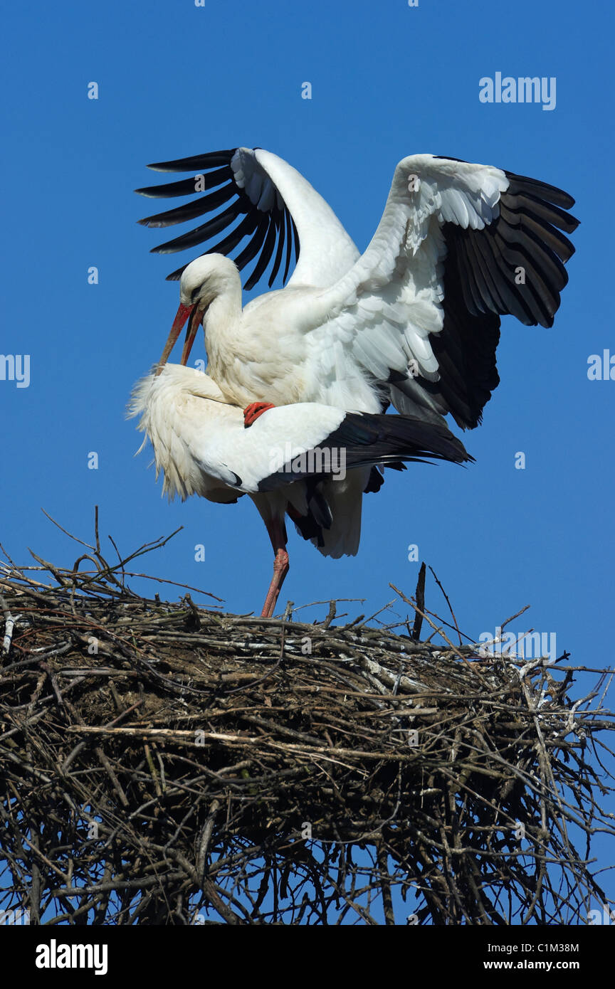 Italy Piedmont Racconigi a pair of coupling White Storks Stock Photo