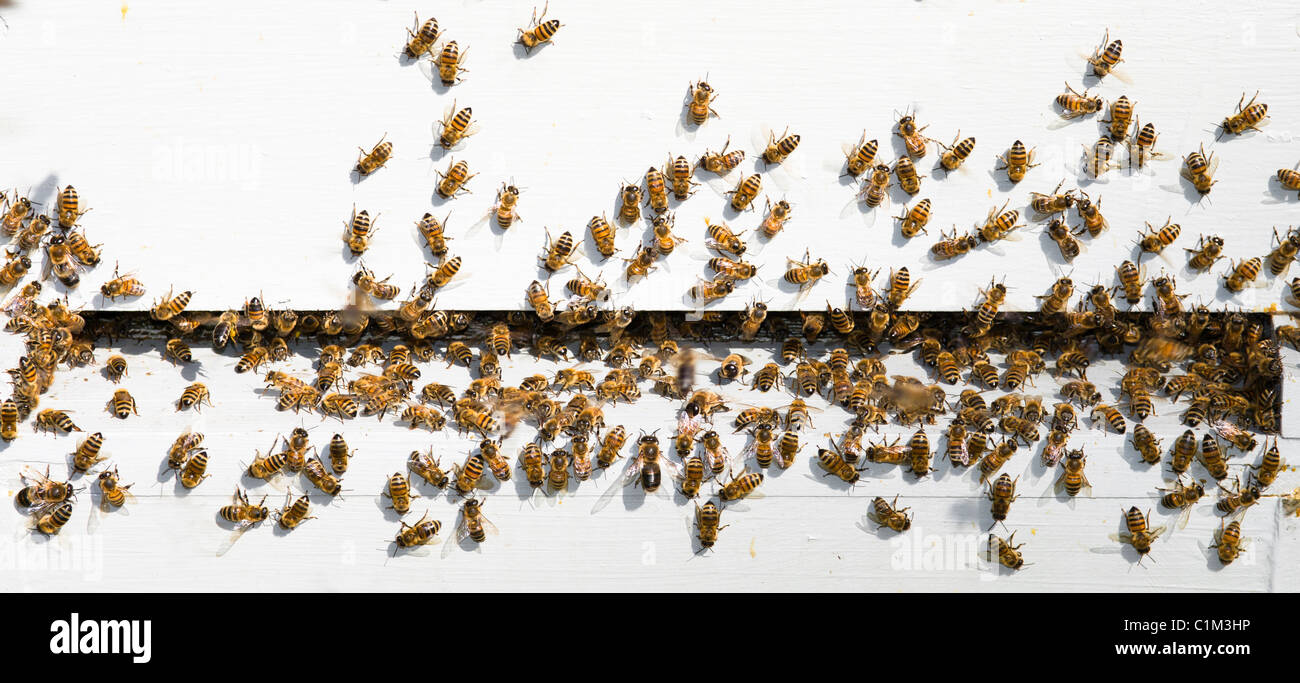 Honey bees working at the bee hive. Stock Photo
